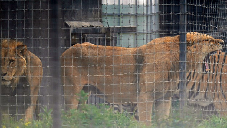Mexico seizes exotic animals in cartel-dominated area | 9news.com