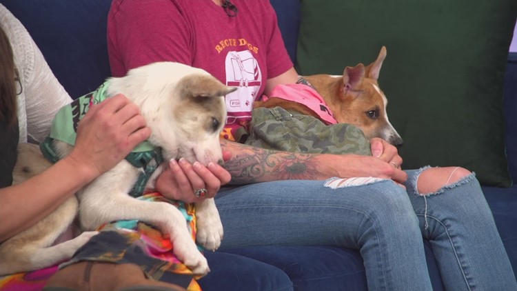 Petline9: 3 pups looking for new homes