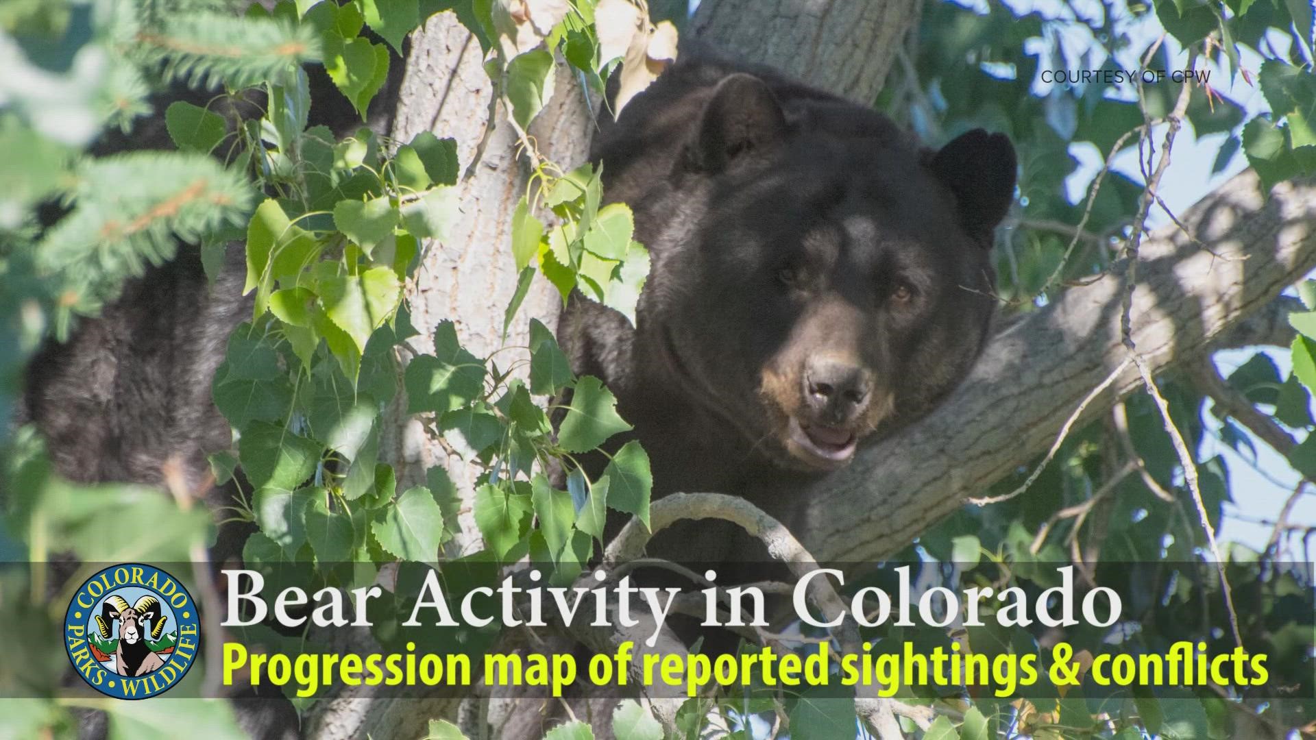 There were 3,701 bear reports in 2021, which was a 28% decrease from the average over the previous two years, according to Colorado Parks and Wildlife.