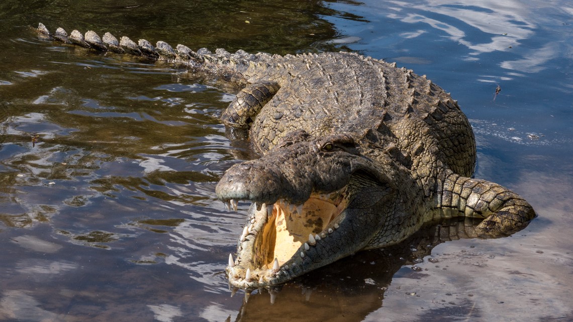 2 Colorado tourists attacked by crocodile in Mexico 