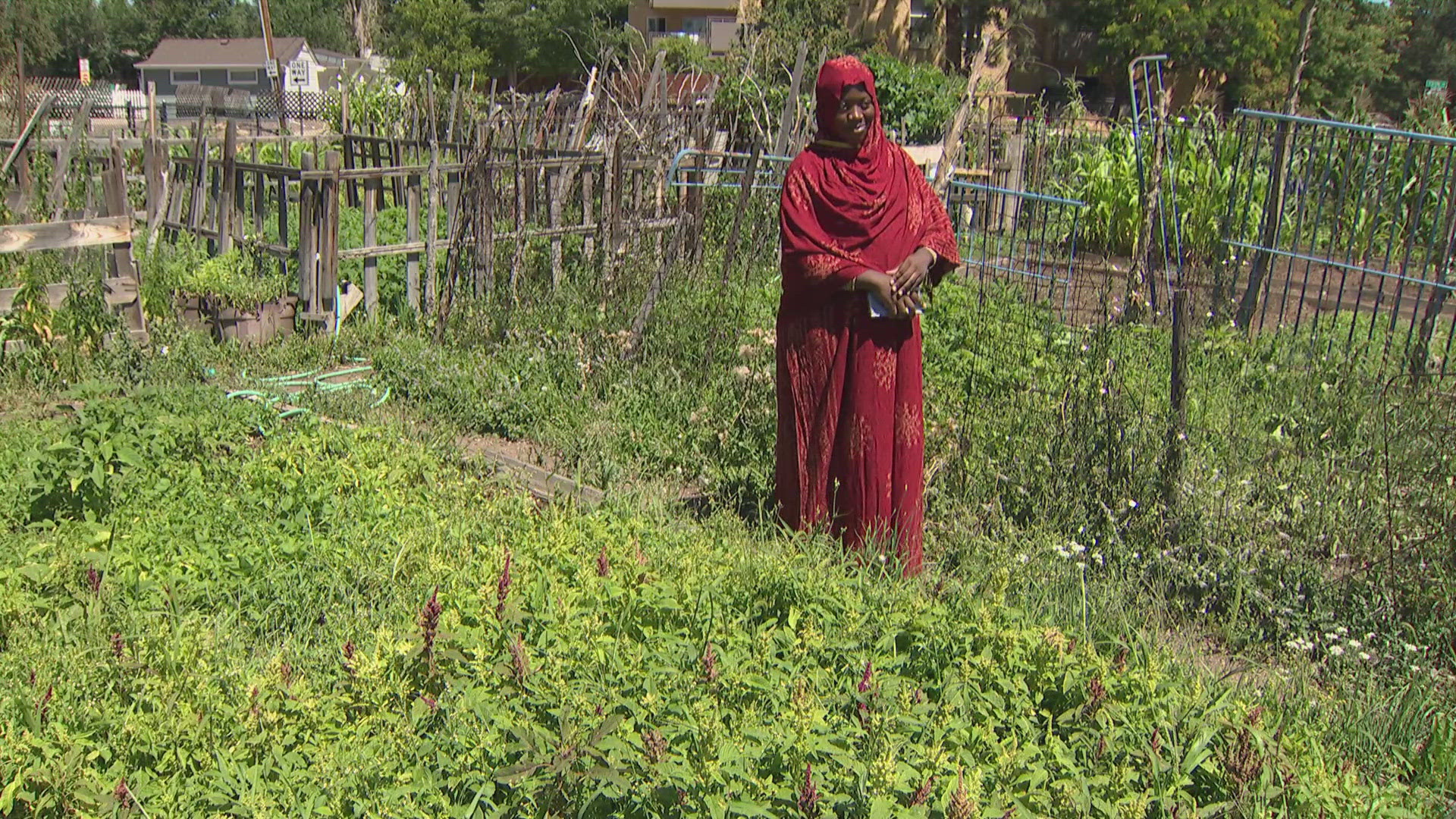 Denver Urban Gardens distributed hundreds of seed packets this season to offer culturally inclusive seed to gardeners at more than 40 DUG sites.