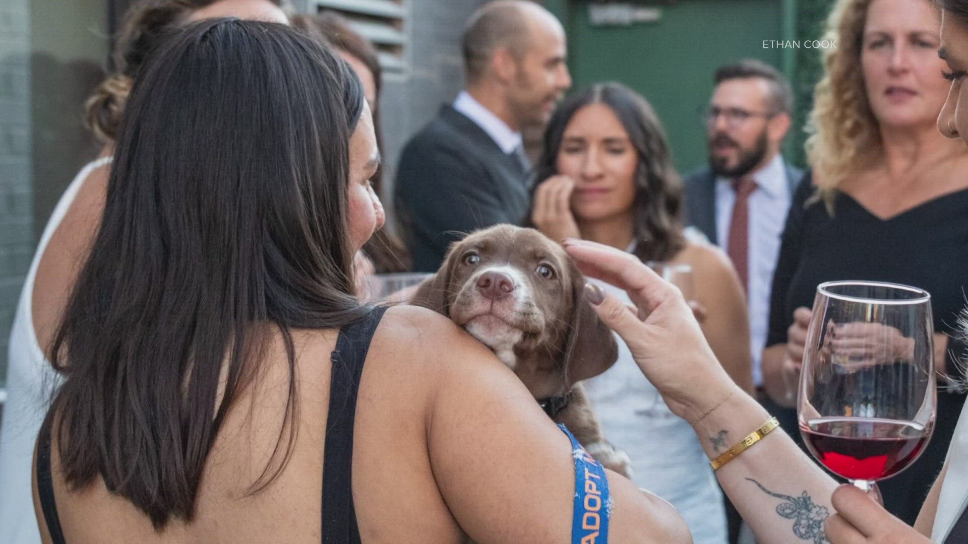 The fundraiser is hosted by PawsCo, a volunteer-run, foster-based rescue in Denver.