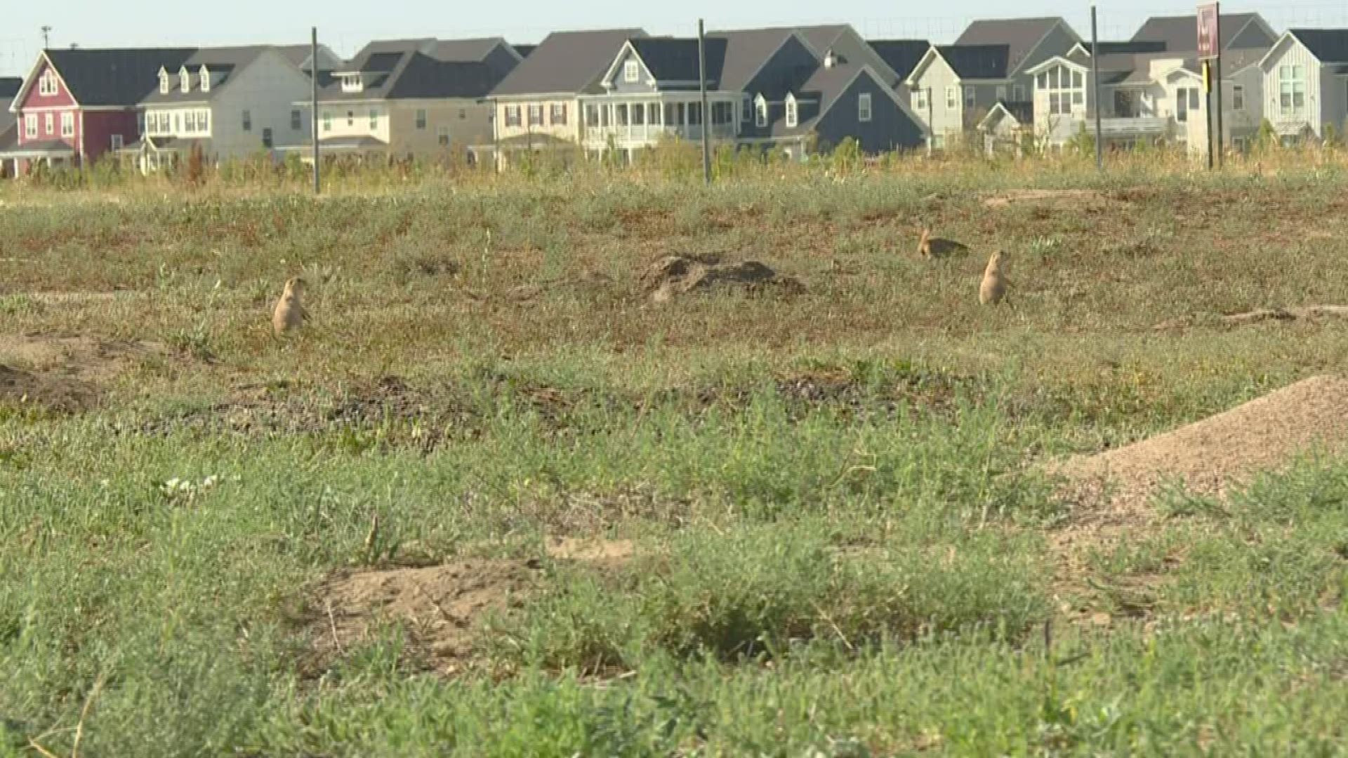 An outbreak of the plague among prairie dogs caused the Rocky Mountain Arsenal Wildlife Refuge refuge to shut down for more than two weeks.