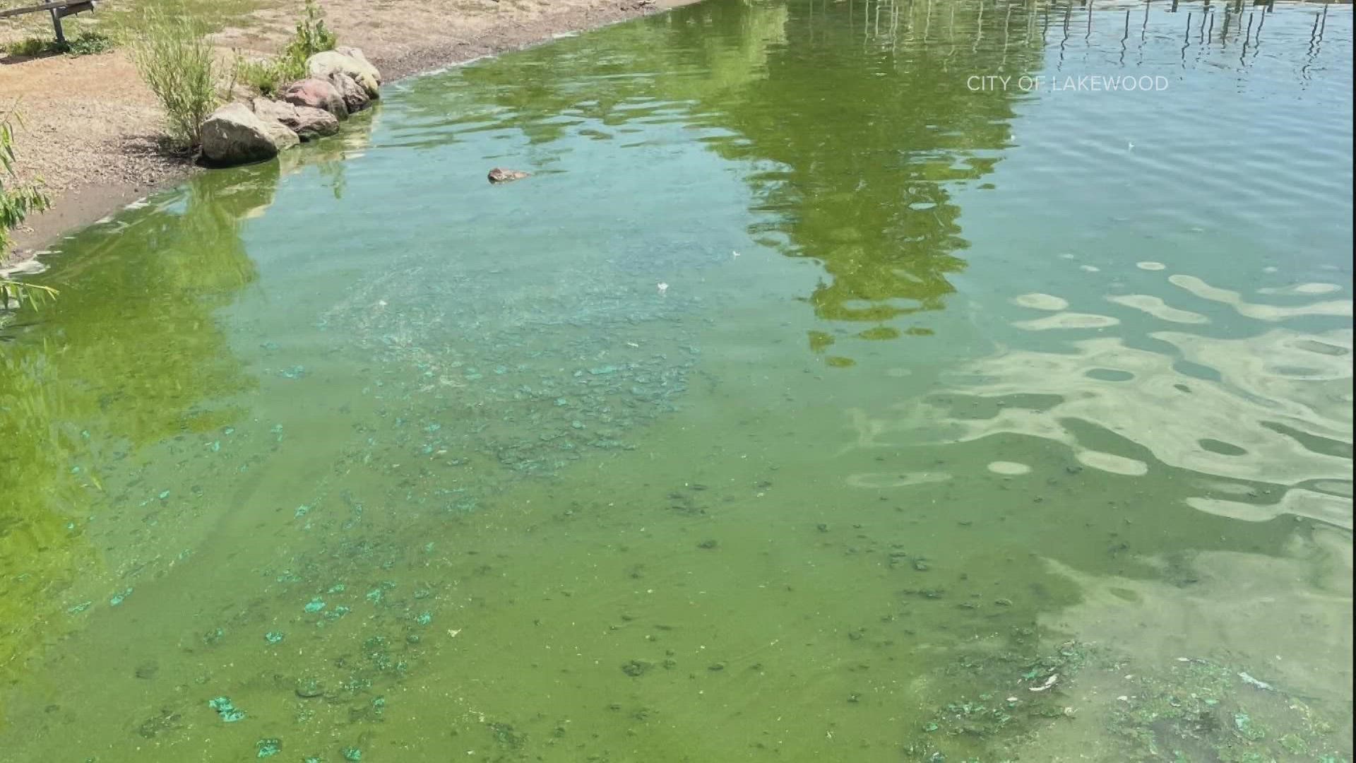 Colorado Parks and Wildlife said the lake is experiencing an algae bloom that is depleting oxygen and killing fish.