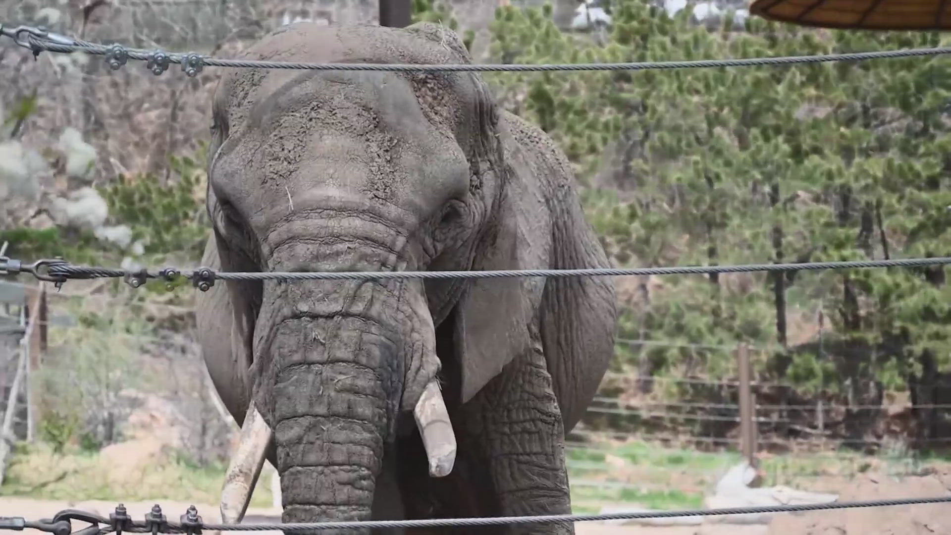 An animal rights group sued the Cheyenne Mountain Zoo last December, claiming the elephants there are suffering in captivity.