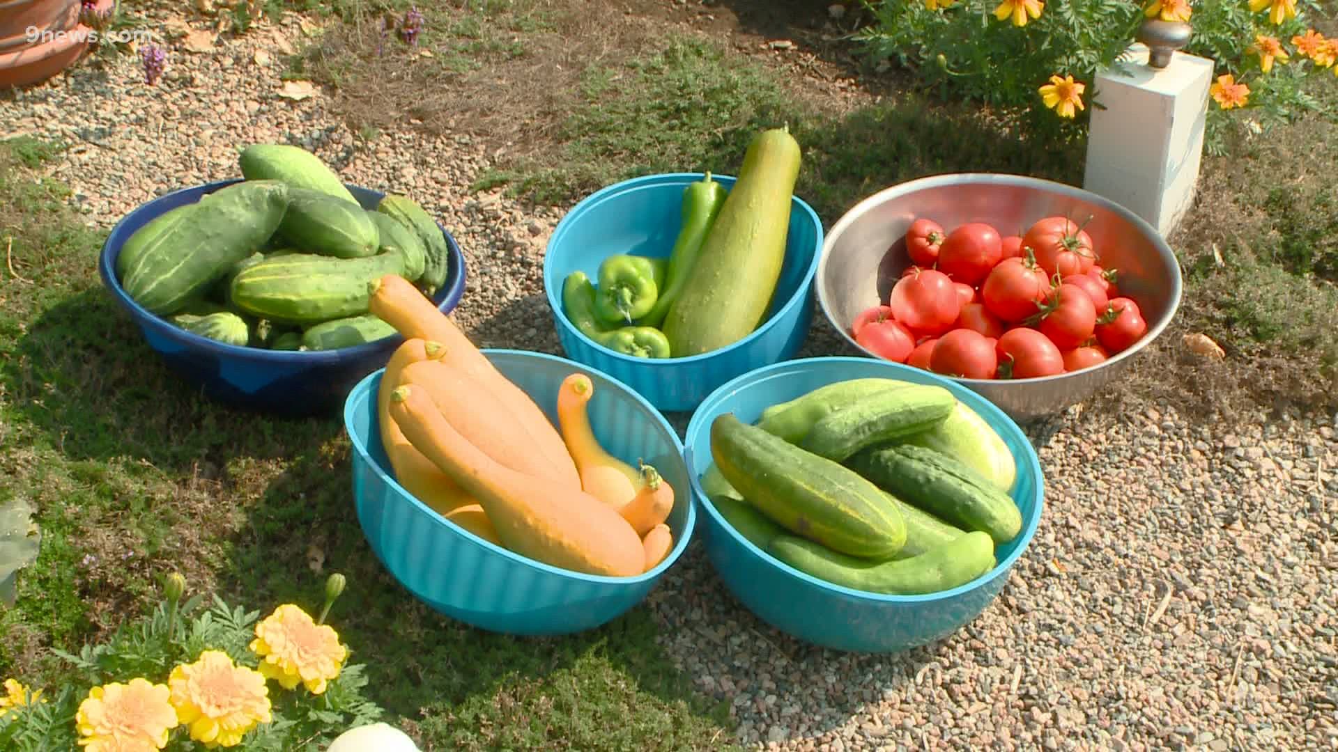 Cucumbers, squash, beans, peppers and tomatoes should be in high gear. If you stop picking, they'll stop producing.