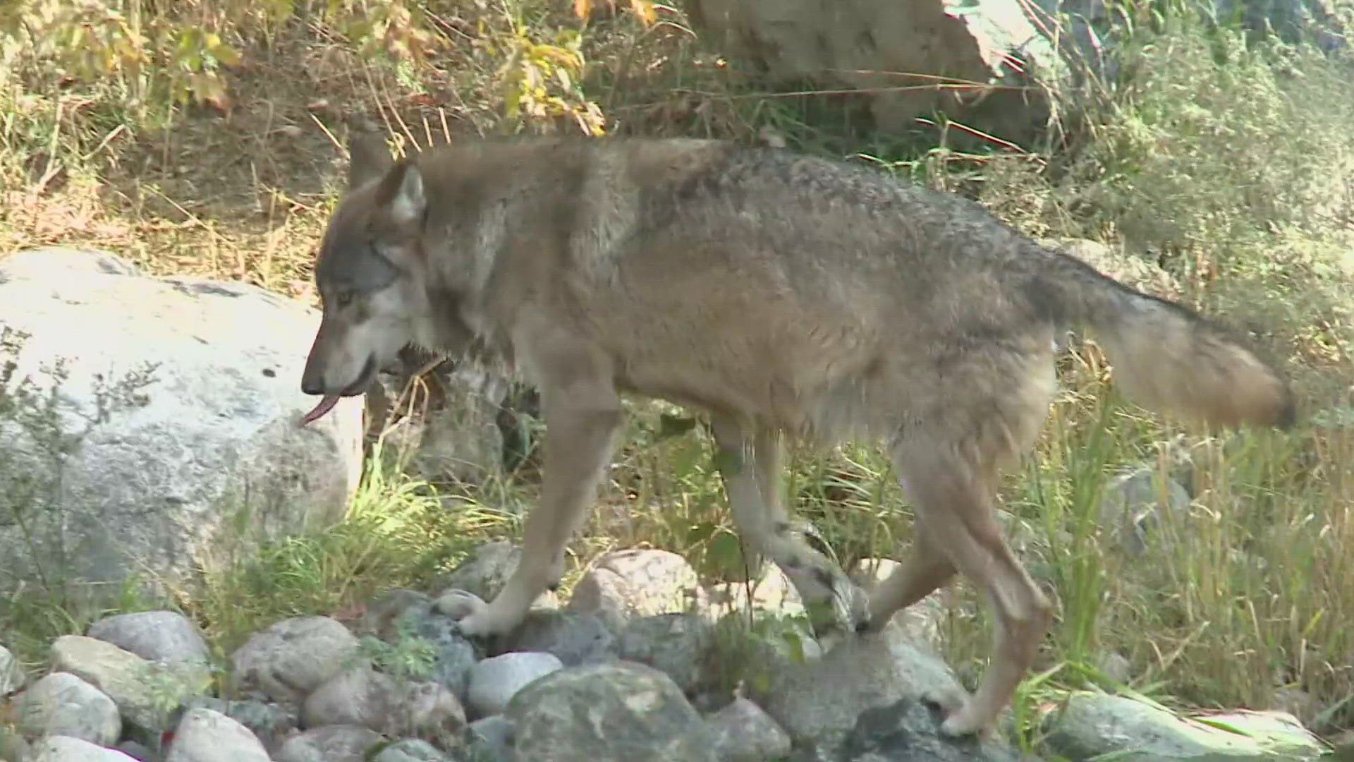 The news comes after Colorado Parks and Wildlife announced the death of another wolf in Grand County.