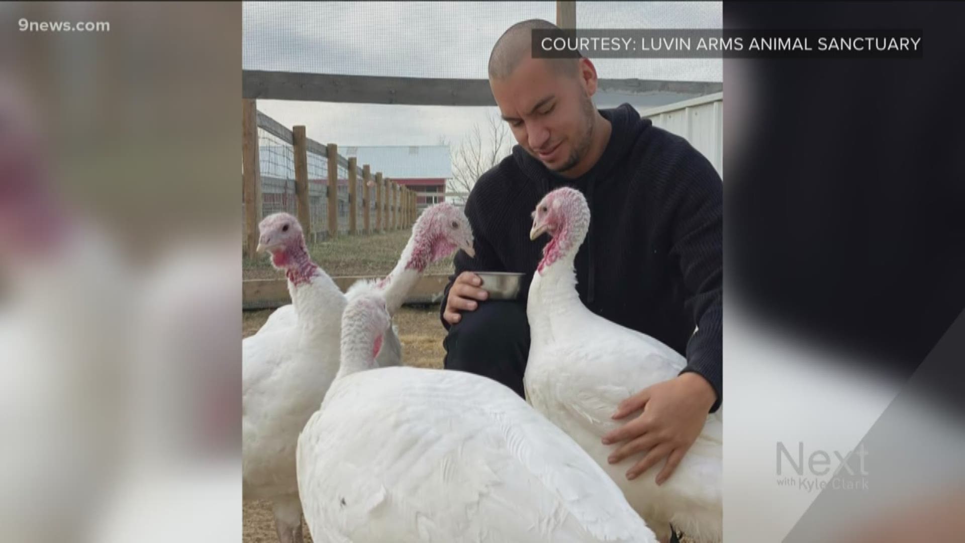 You're invited to the Thanksgiving dinner at Luvin Arms Animal Sanctuary, in Erie. Five turkeys will be your hosts.