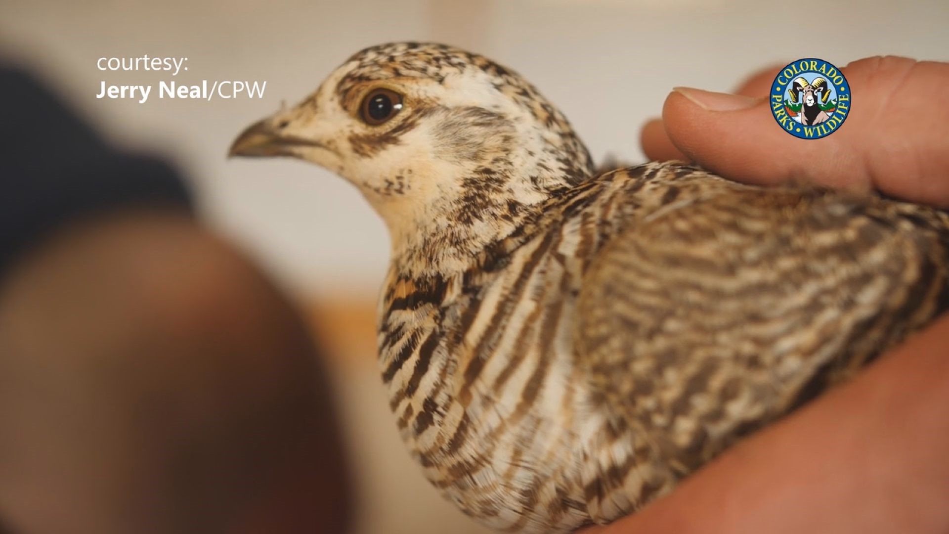 Video provided by Colorado Parks and Wildlife shows various aspects of the process to relocate the Lesser Prairie Chickens from Kansas to Colorado.
