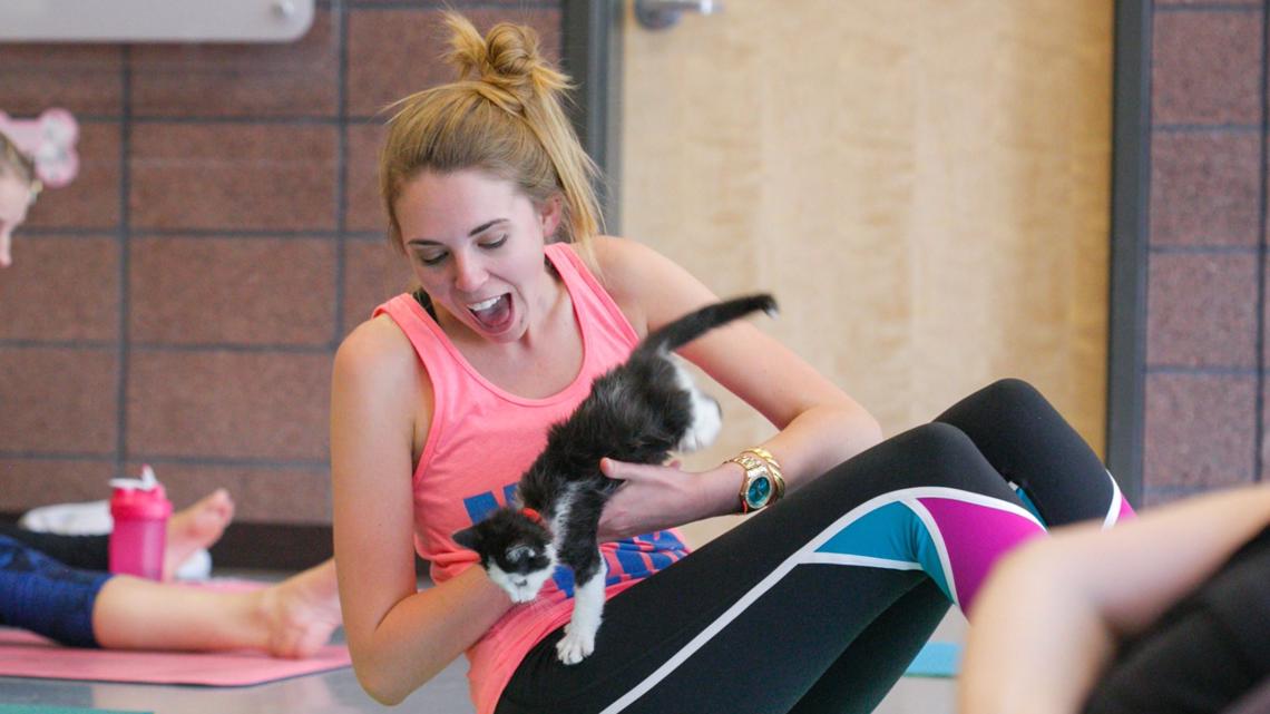 Cat yoga offered at Denver Animal Shelter in 2022