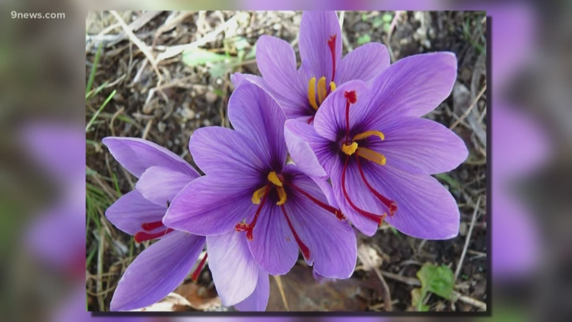 Saffron has been highly prized since ancient times. Cleopatra soaked in saffron bath water to dye her skin--an early precursor of the spray tan.