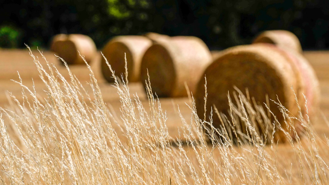 Deputies arrested a father and son for stealing hay - Vimarsana News
