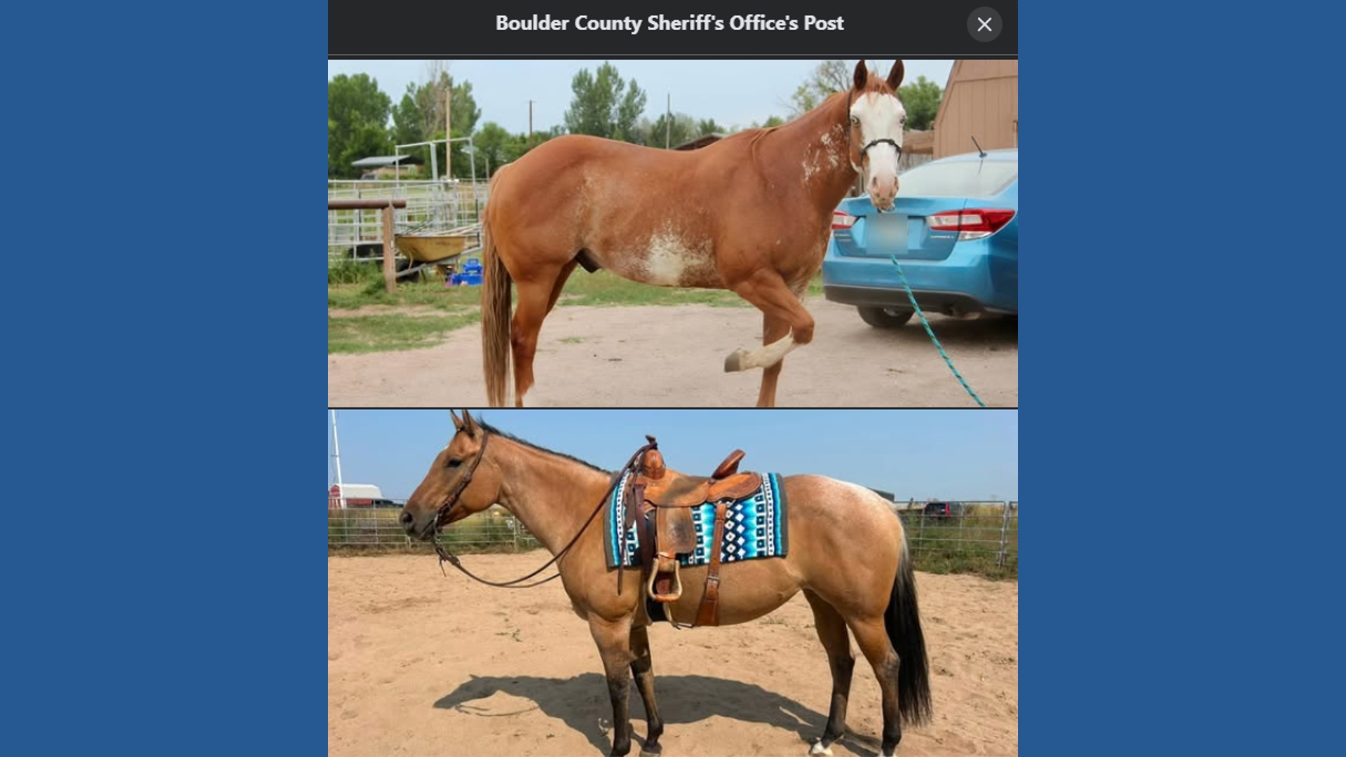 Horse shot with pellet gun 36 times in 'disturbing' case of animal cruelty in Lafayette, deputies say