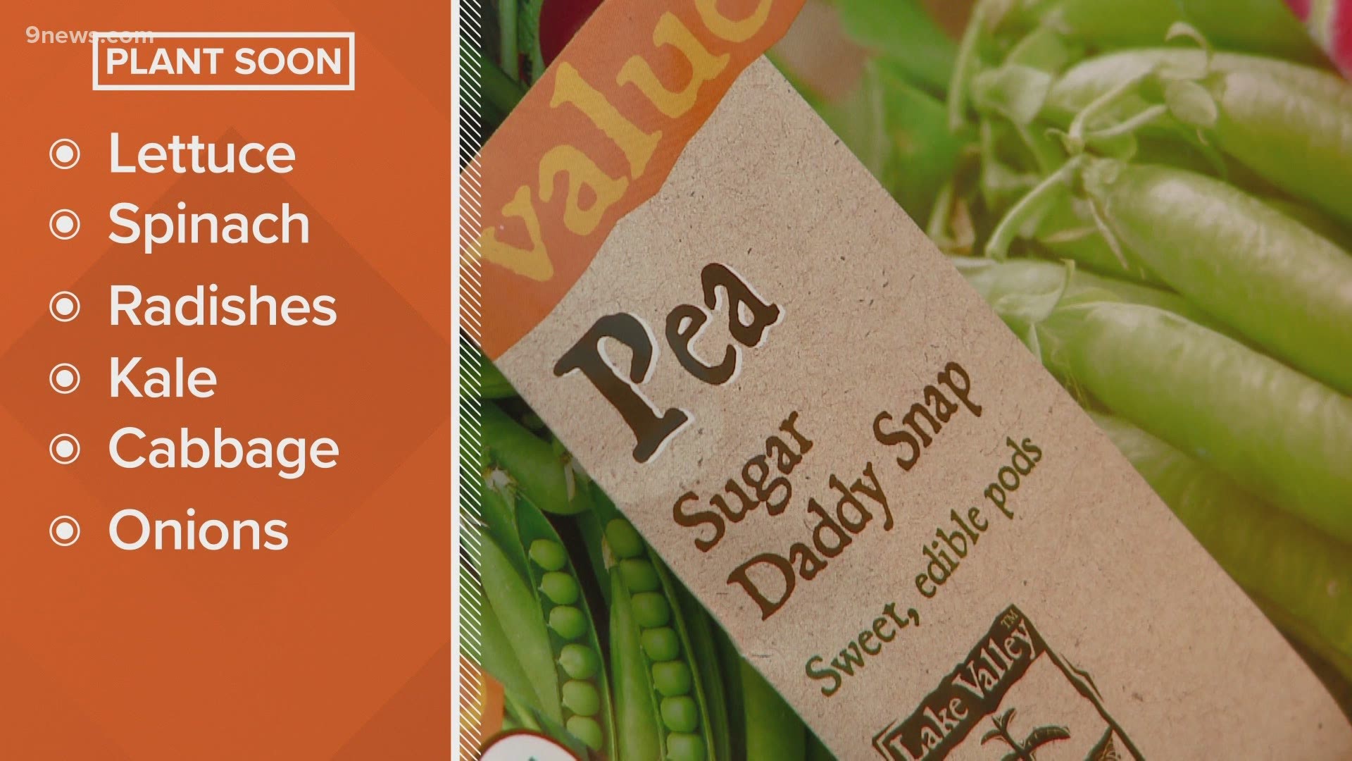 Now is the traditional time to plant peas and potatoes.