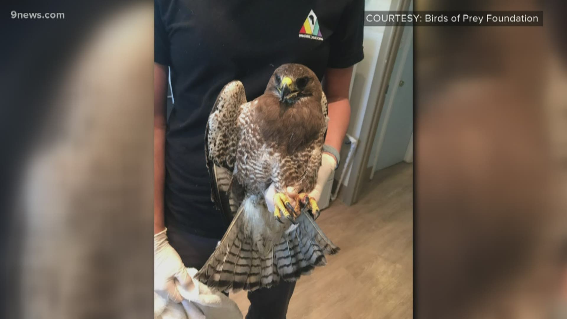 “It is illegal to shoot or kill birds of prey and other protected species,” said CPW District Wildlife Officer Jordan Likes.