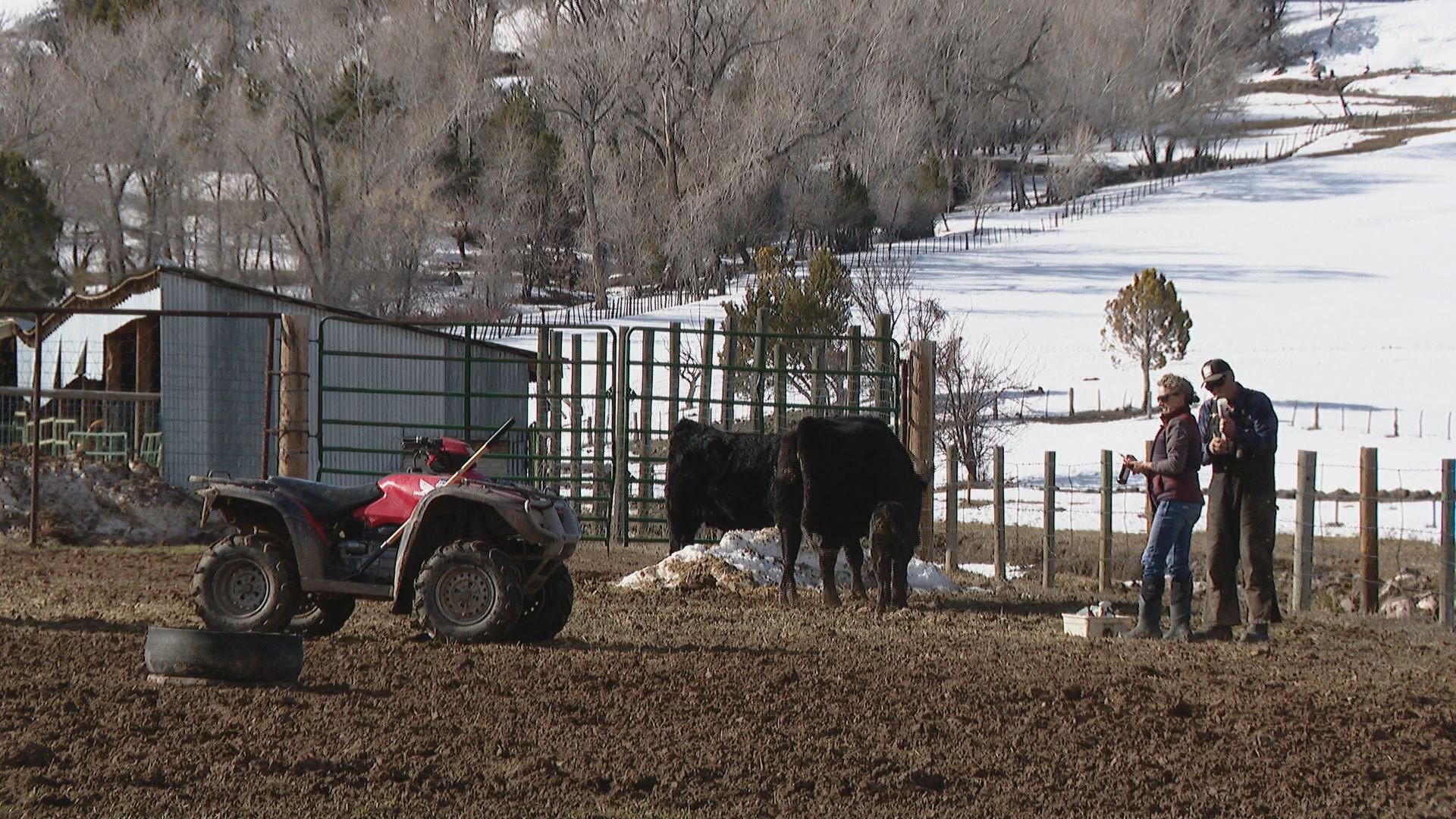 Colorado Wolf Reintroduction Divides Rural, Urban Parts Of State ...