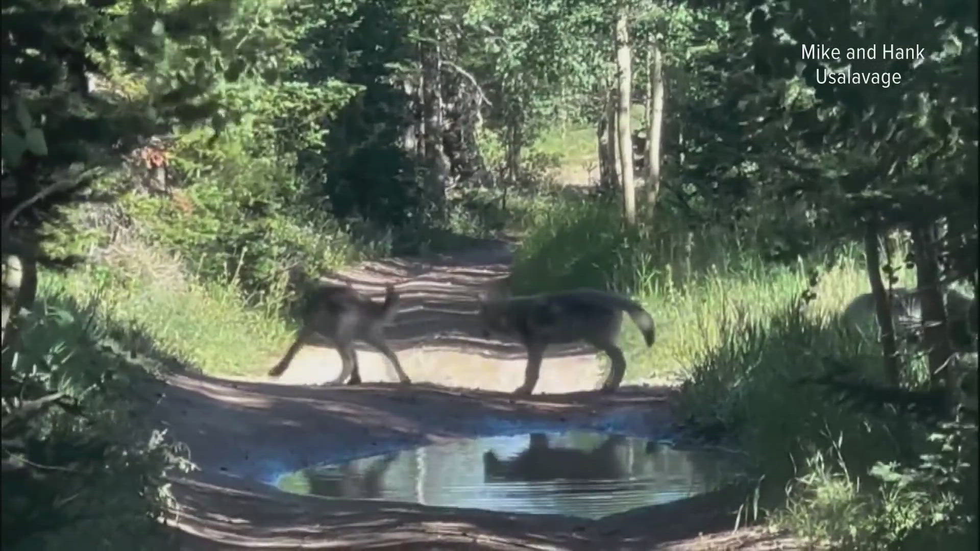 Colorado Parks and Wildlife announced a new agreement on Friday to get up to 15 more wolves.