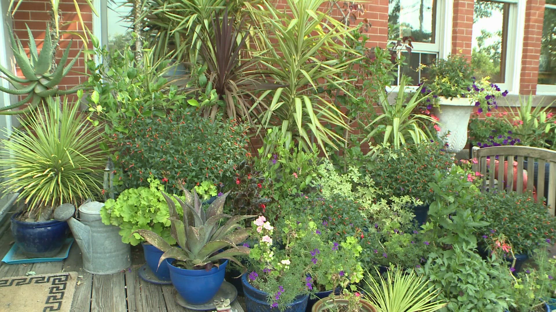 Growing plants in containers opens up possibilities for nearly everyone. You can try new plants that perhaps wouldn't thrive in your soil.