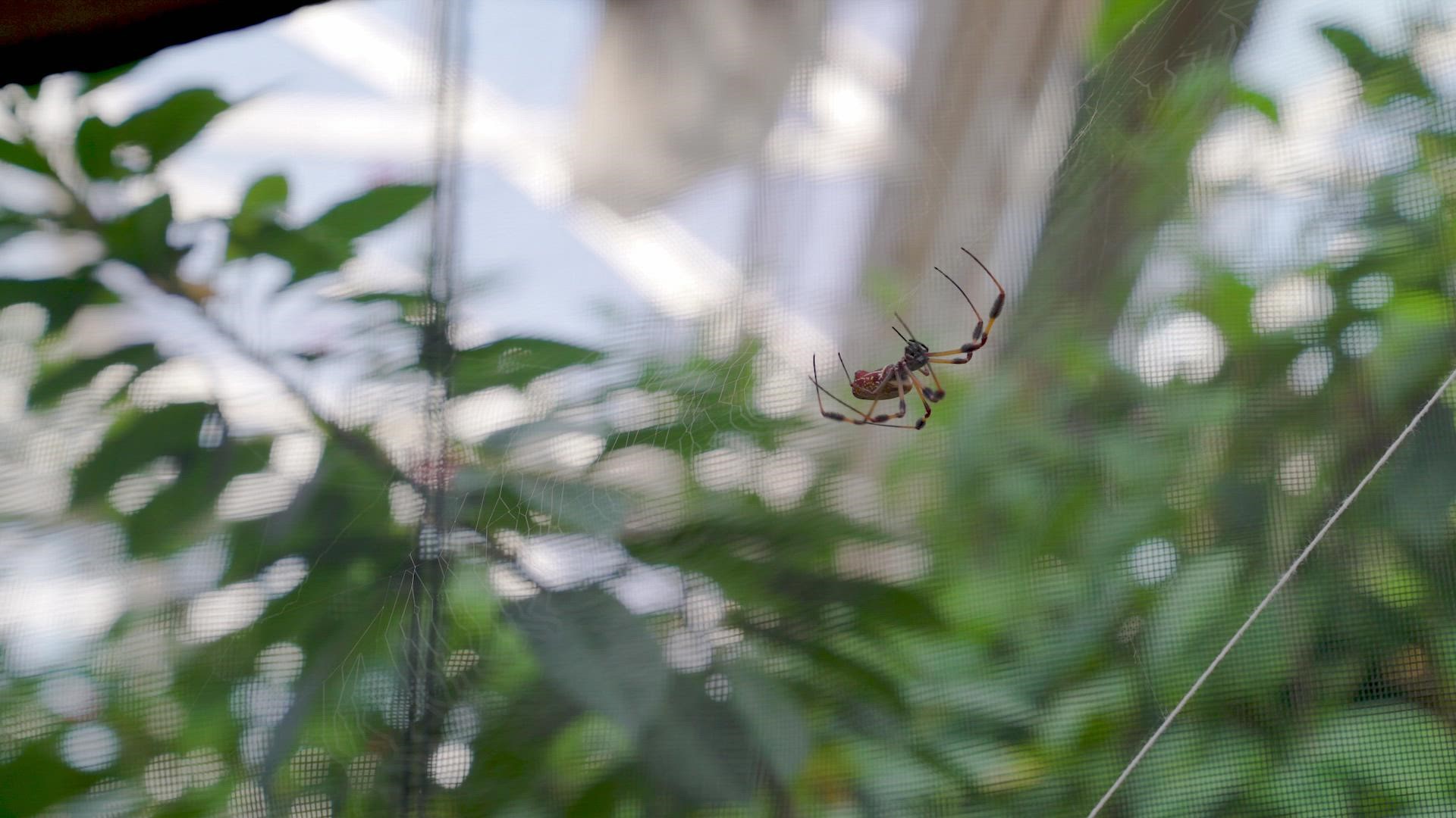 Butterfly Pavilion in Westminster, Colorado has more than 50 orb-weaving spiders.