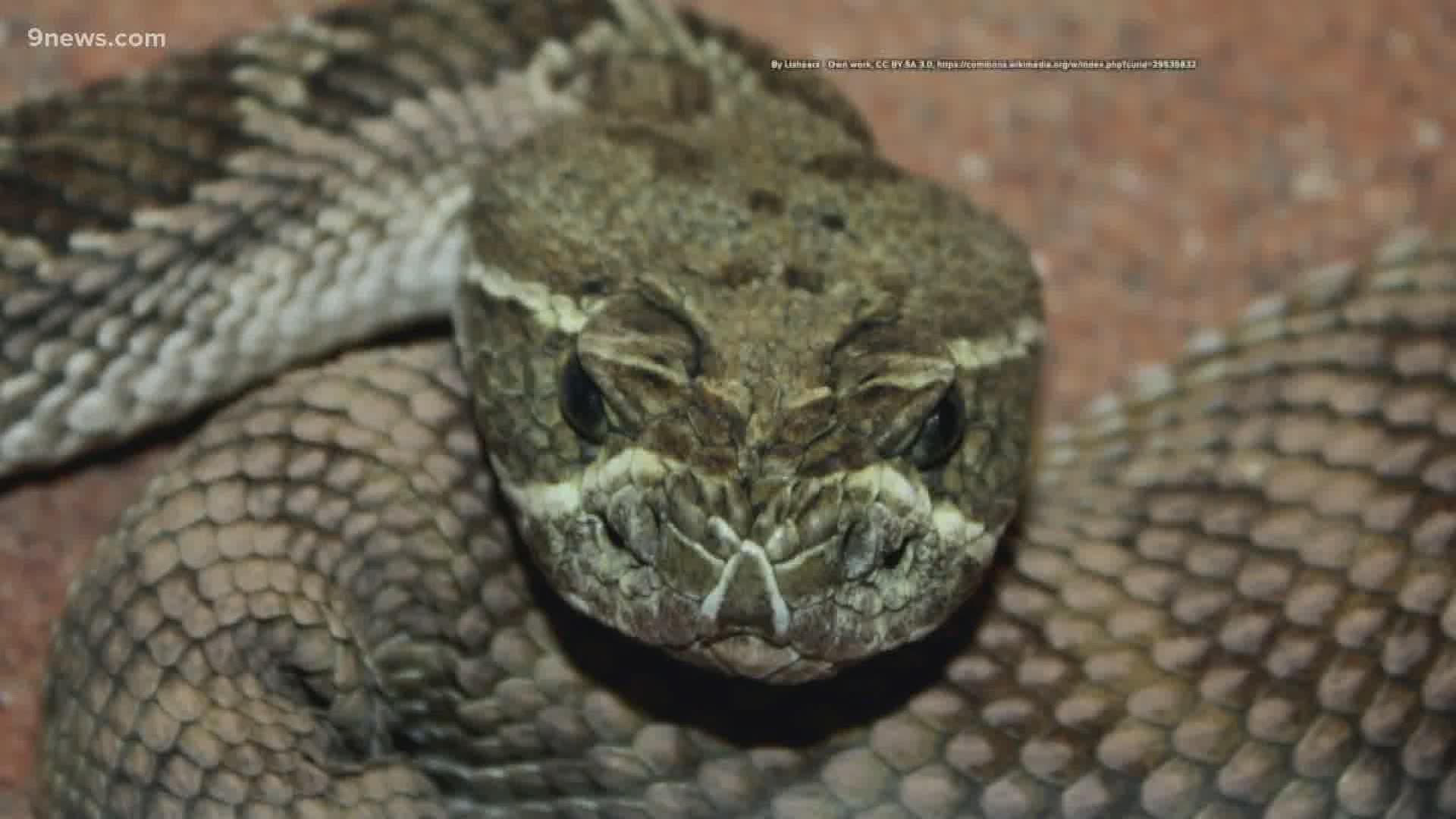 how common are rattlesnake bites