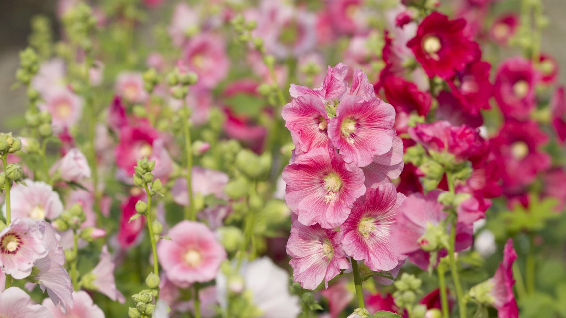 Alcea rosea - Wikipedia