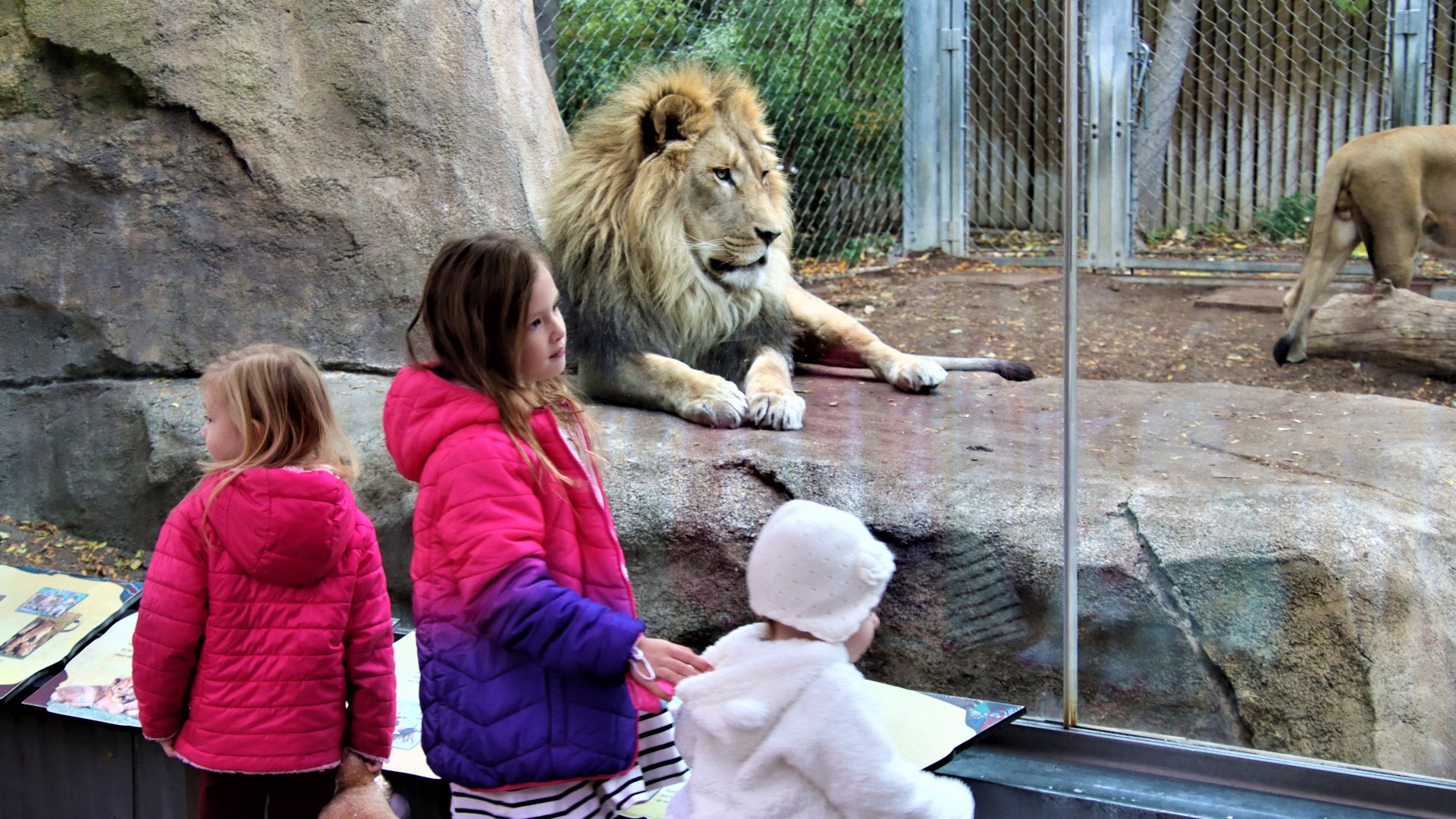 Denver Zoo 'Free Days' start in January