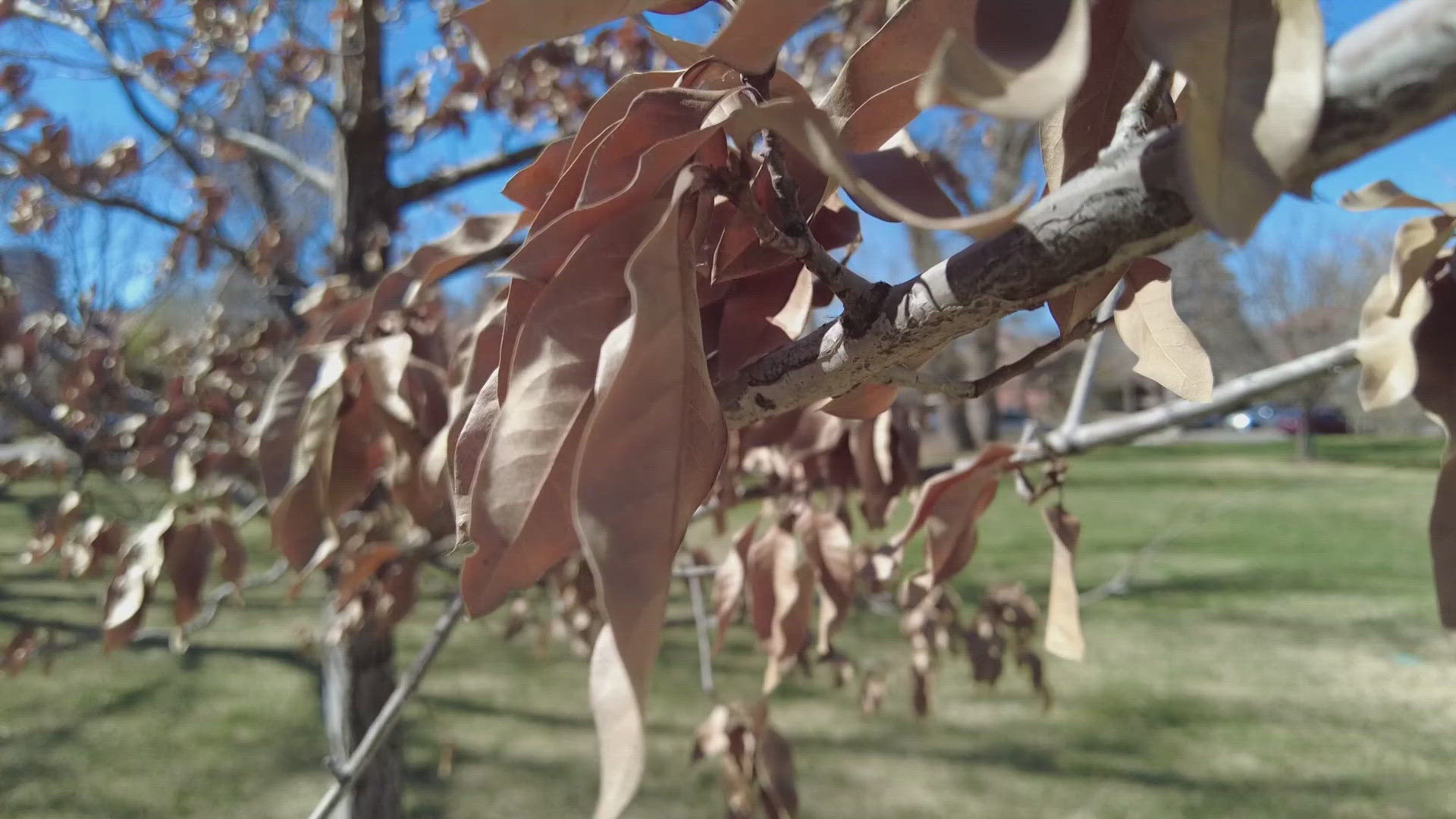 Tree Adds Unseasonable heat adds further stress on trees | 9news.com
