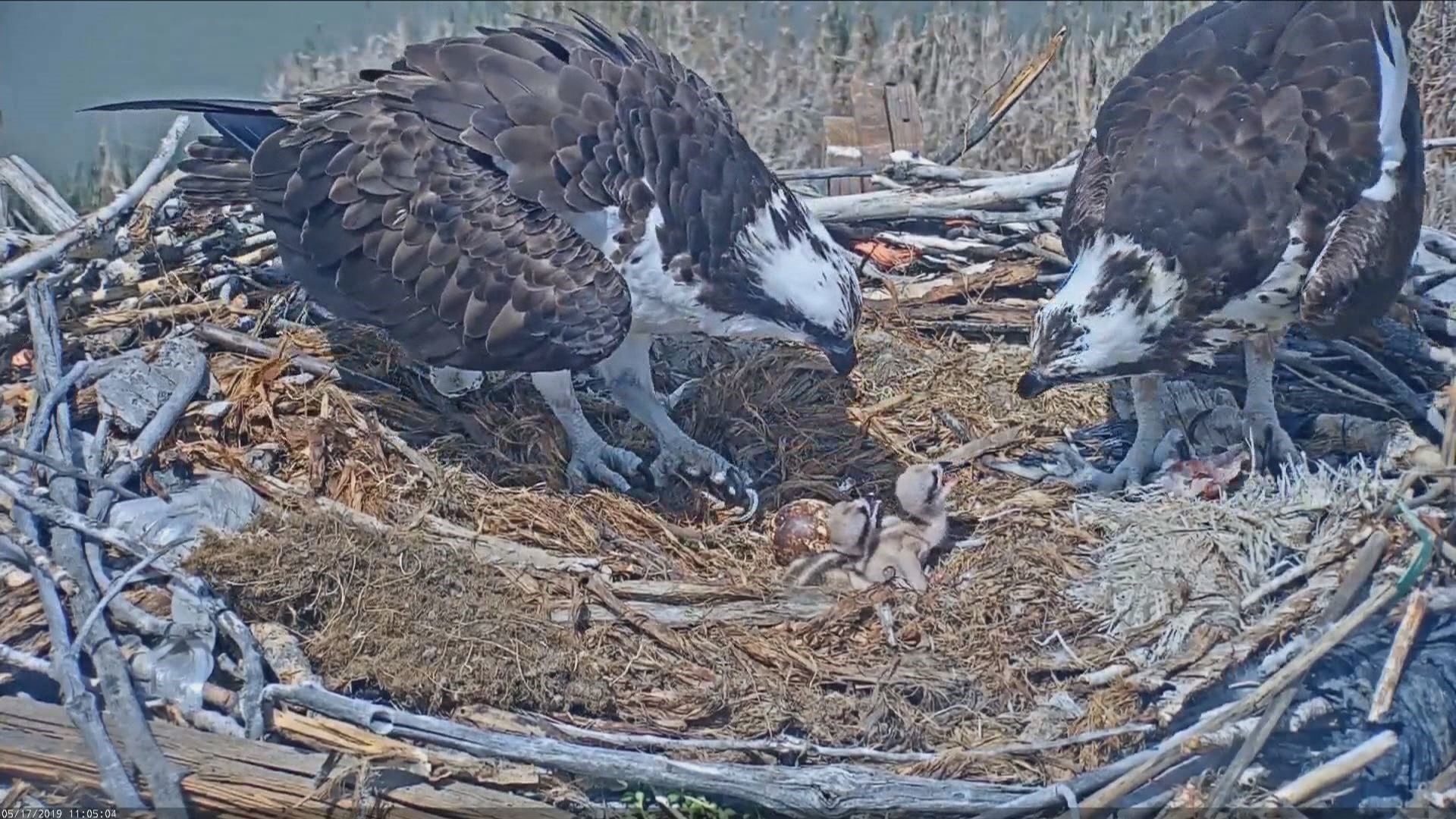 how many eggs do osprey lay