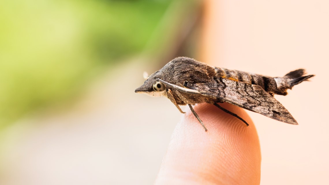 Here's What You Need To Know About Miller Moths – Forbes Home