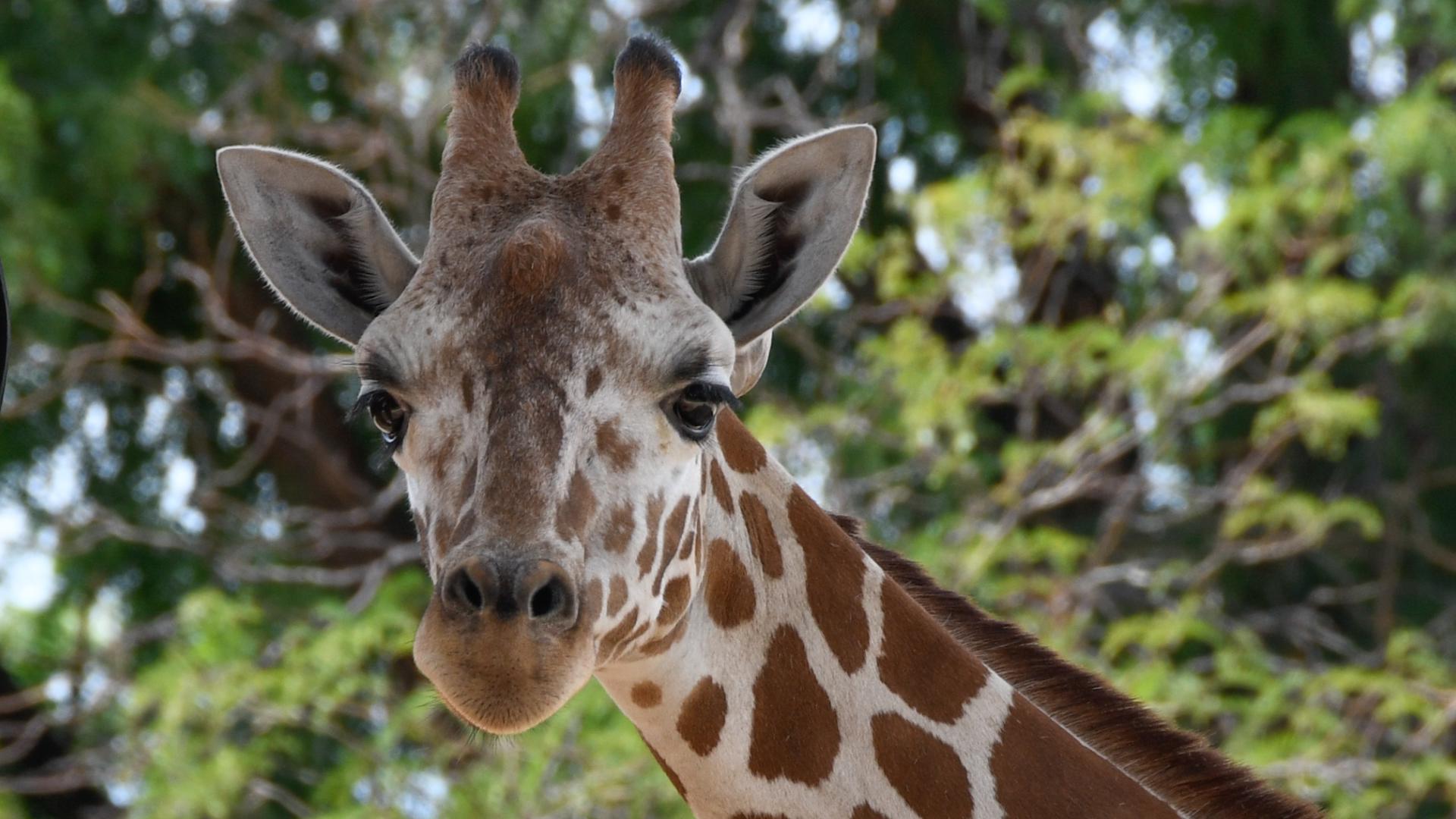 BB, a 4-year-old giraffe that came to the zoo in 2022, is pregnant.