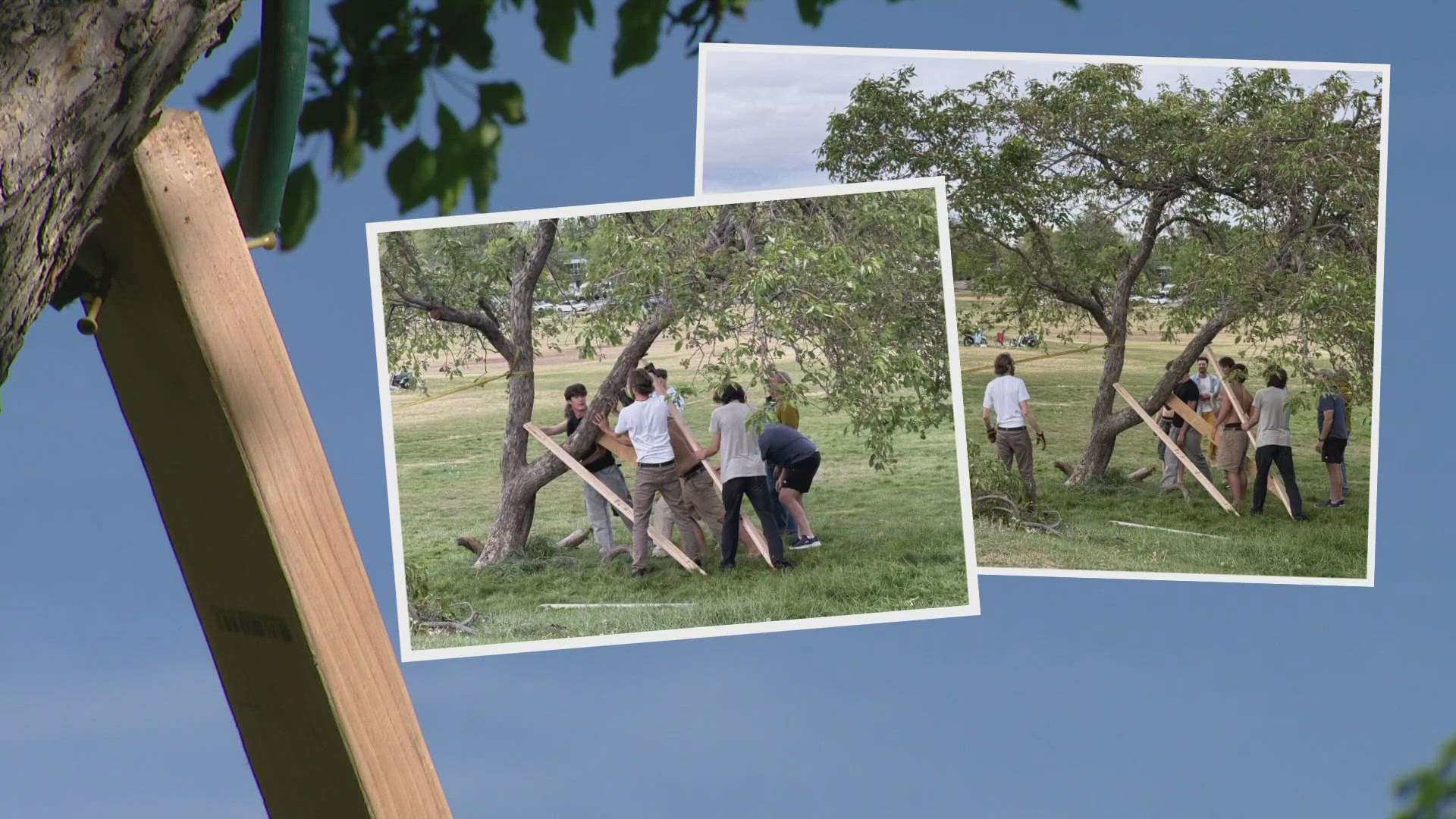 How a Boulder neighborhood pulled together to pull a tree back up ...