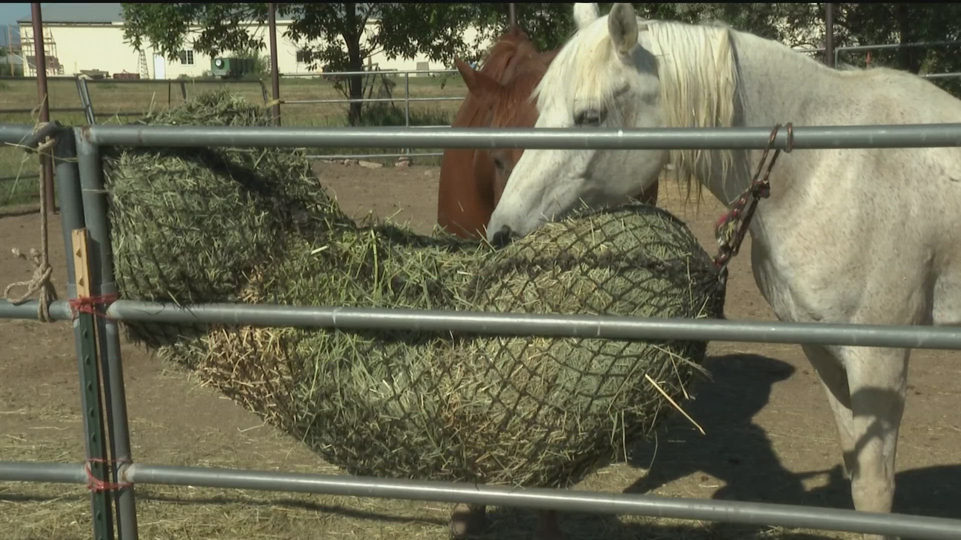 The first horse with West Nile Virus here in Colorado was euthanized late last month. Since then, 10 more horses were diagnosed and three of them are now dead.