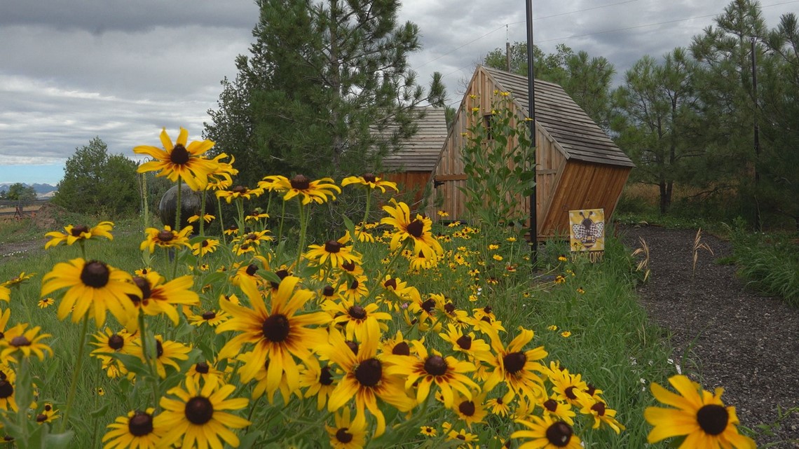 Bee huts connect humans and honeybees at Colorado ranch | 9news.com