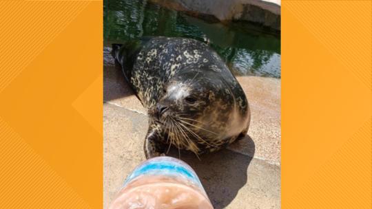 33yearold harbor seal Kim euthanized at Denver Zoo