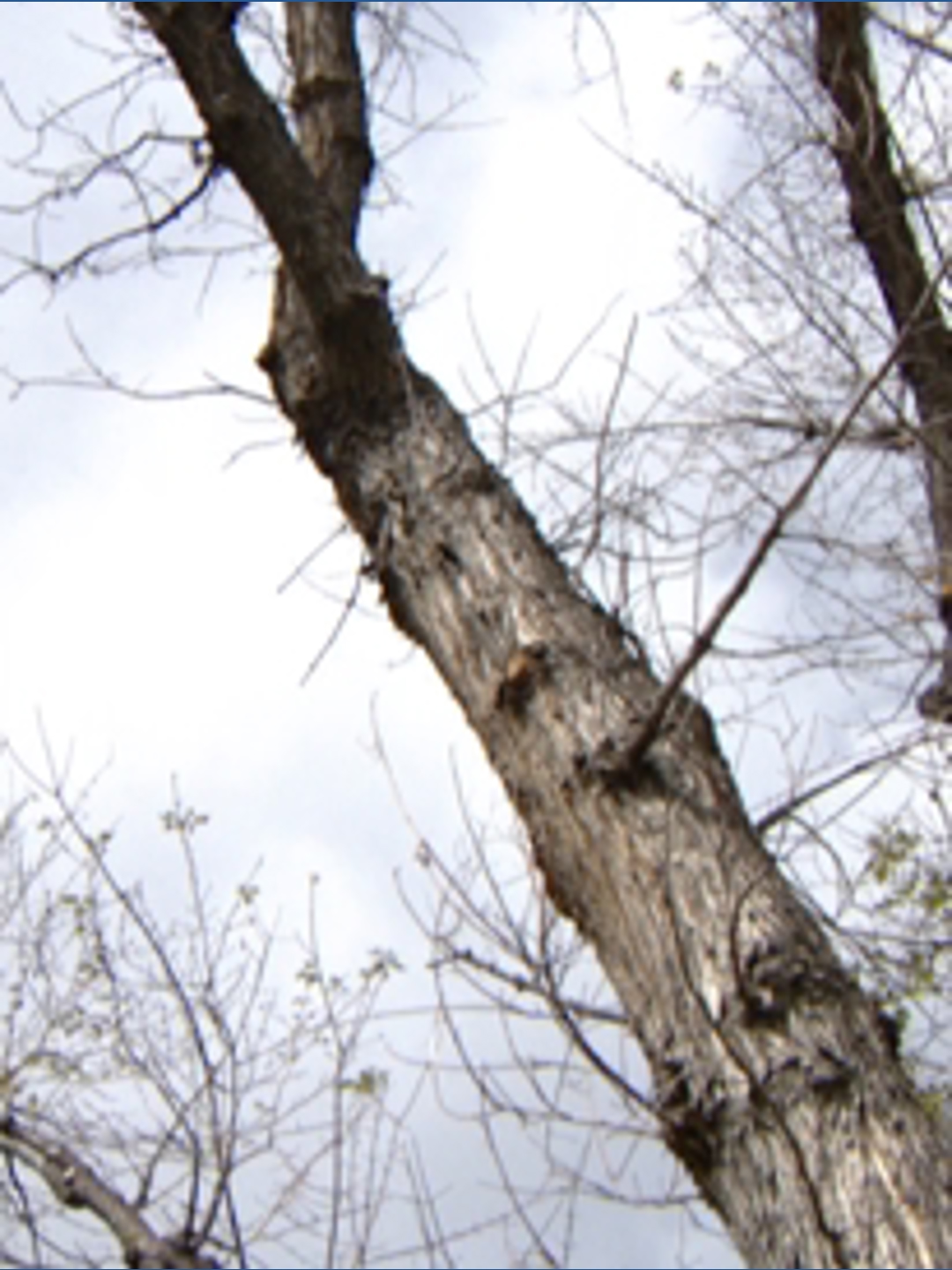 Tree Pode Hidden danger: Colorado's 'zombie trees' pose threat to homeowners this ...