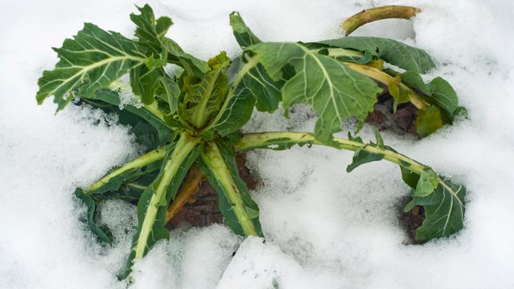 Take action to save tender plants from late freeze