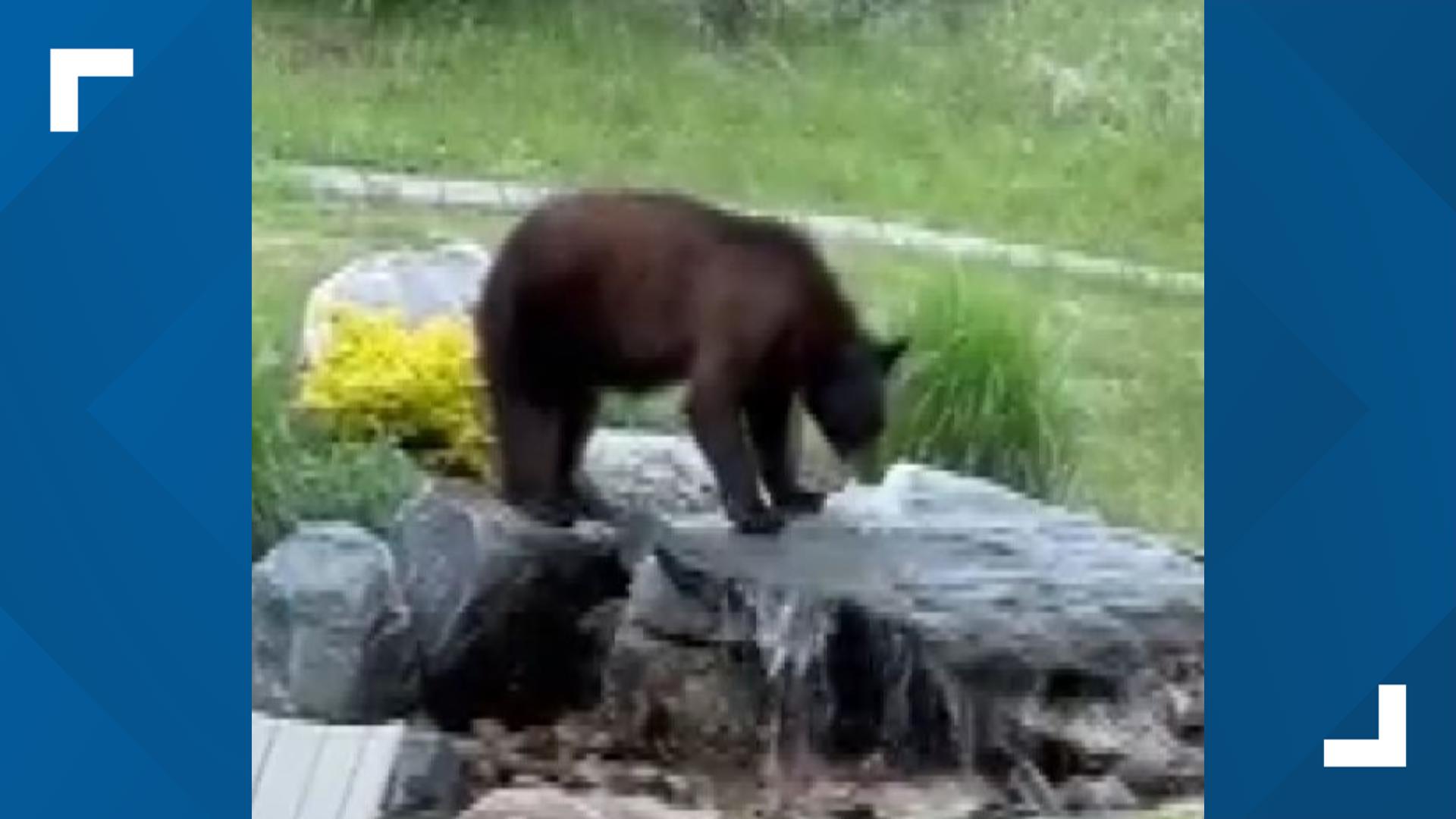 A bear quenched its thirst in a woman's backyard fountain Friday morning.