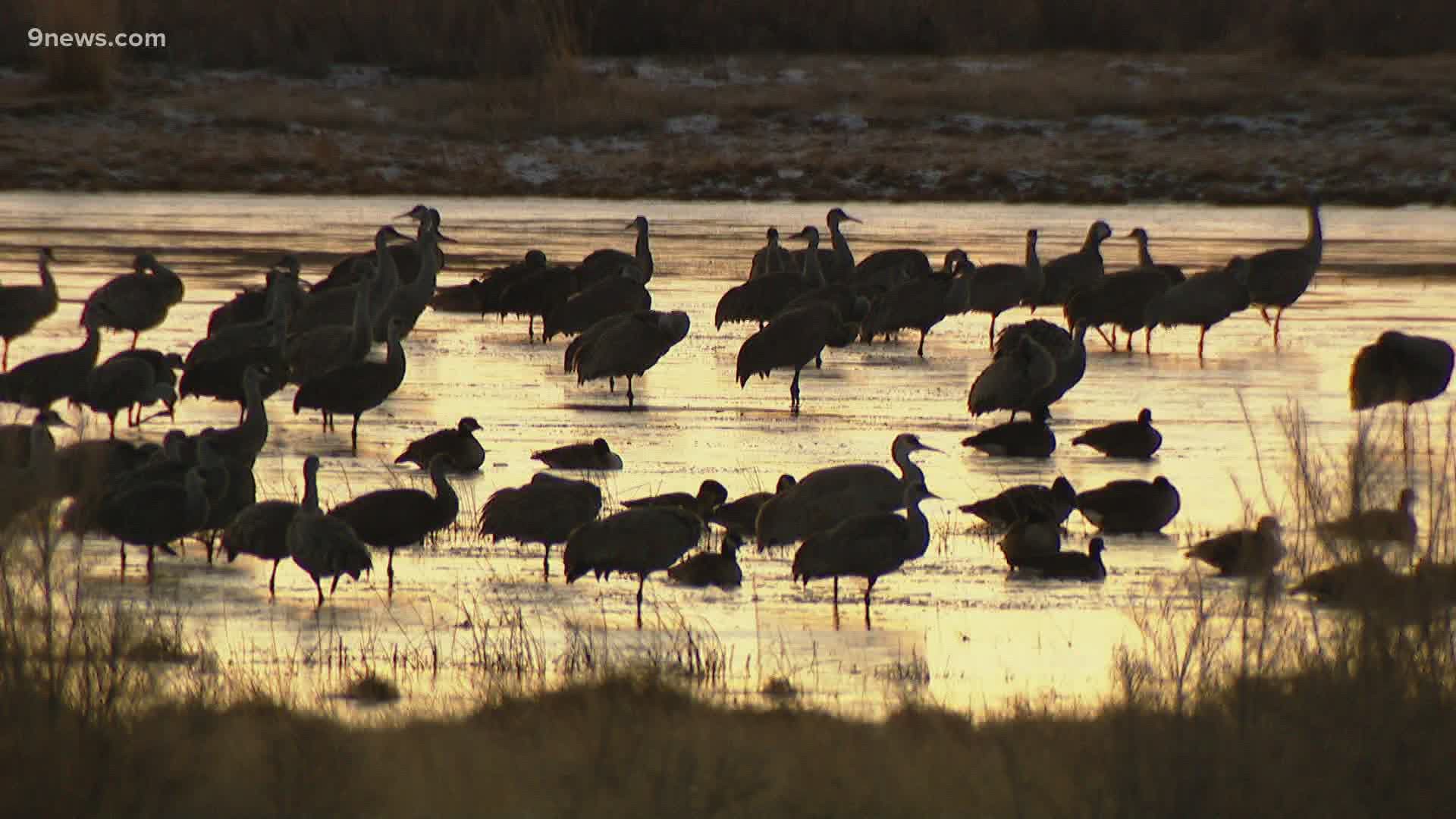 The group wants to sell the water to Denver-area developments. The area is home to thousands of sandhill cranes.