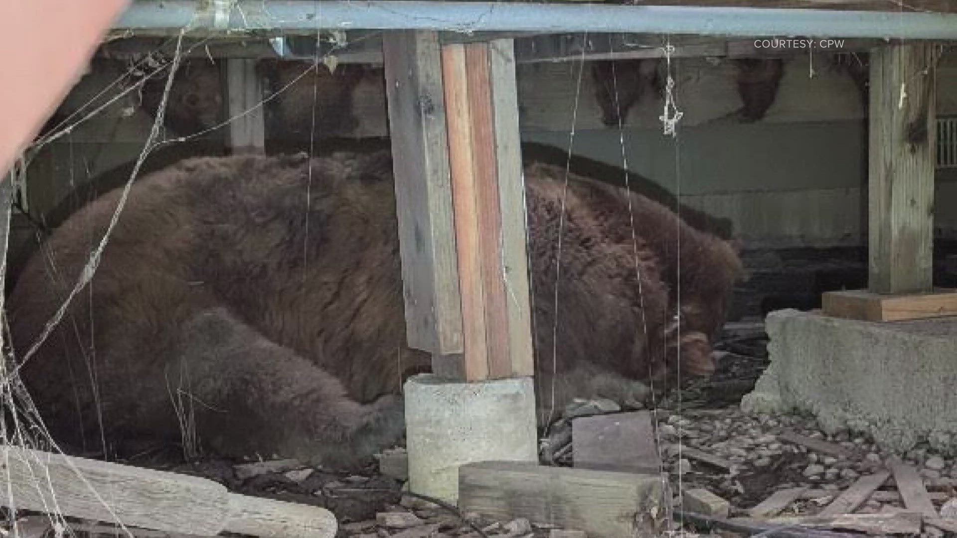A Pagosa Springs family got a surprise below their back deck last week.