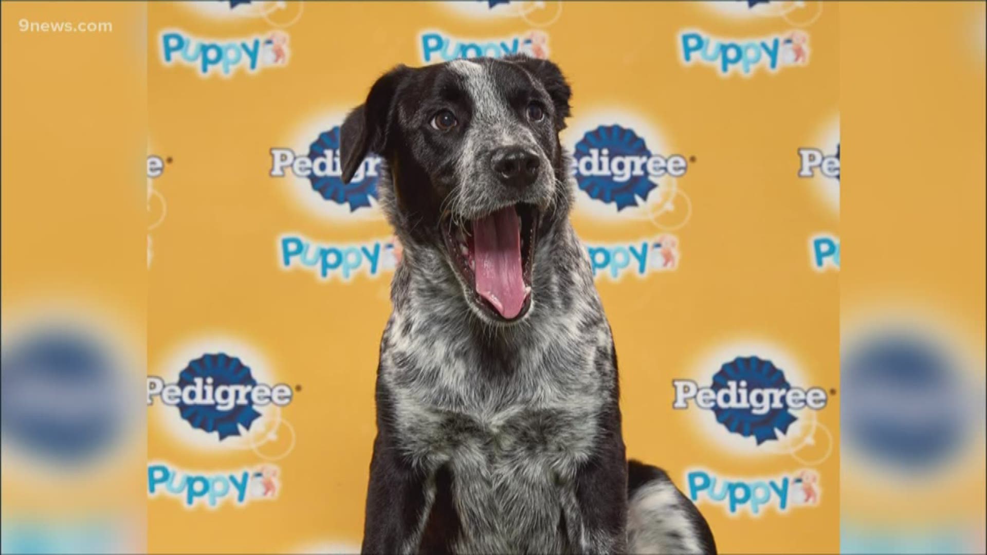 Aspen the pup will represent Colorado in Animal Planet’s Puppy Bowl XVI.