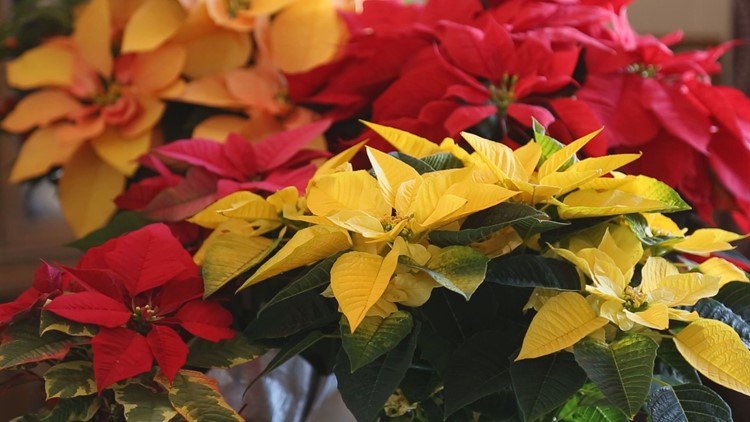Here's how to keep your holiday poinsettias alive