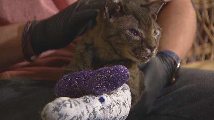 Cat burned in the Marshall Fire found on porch of only home left standing in neighborhood