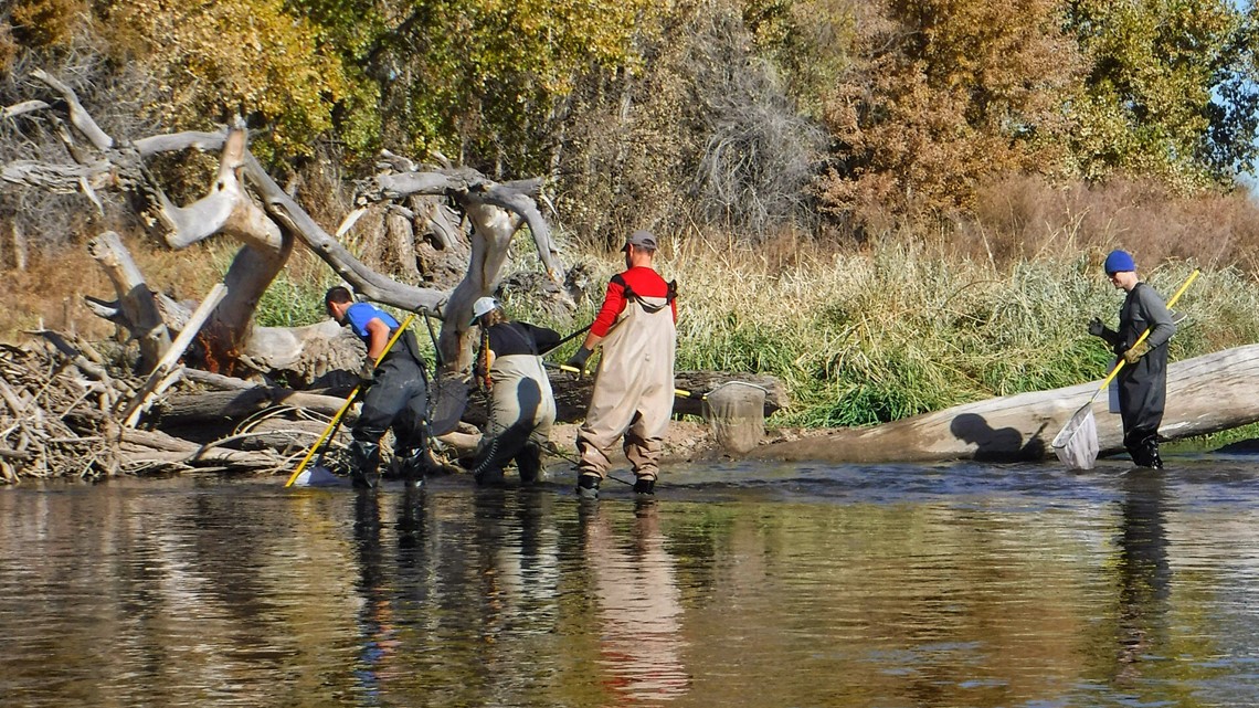 South Platte River fish population improving - Vimarsana News