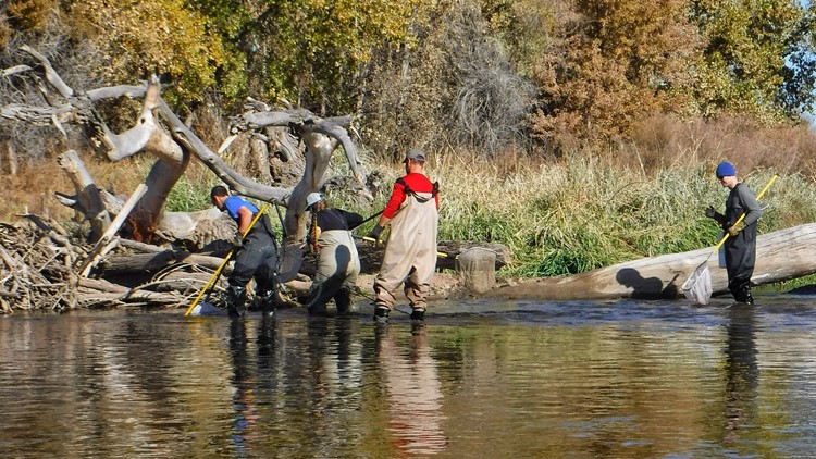 South Platte River fish population improving