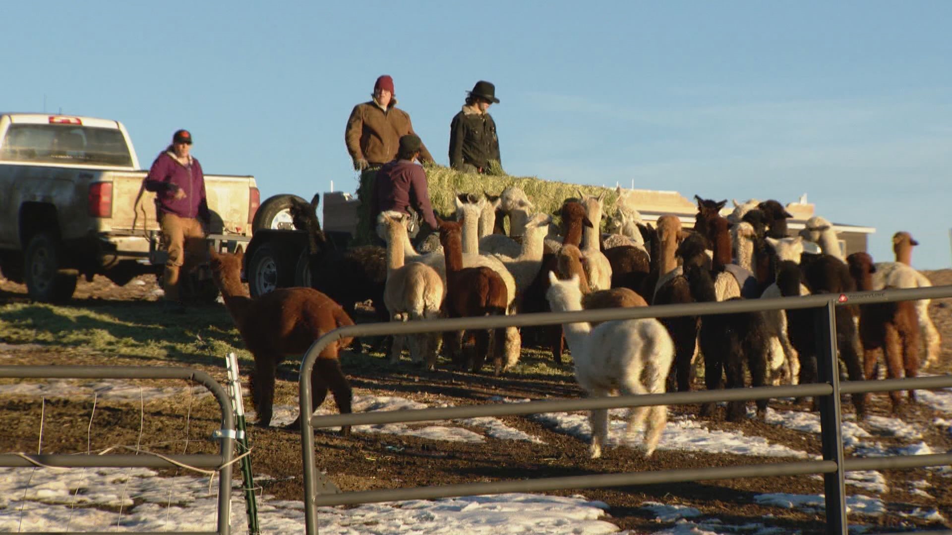 Tenacious Unicorn Ranch a safe haven for trans community, alpaca
