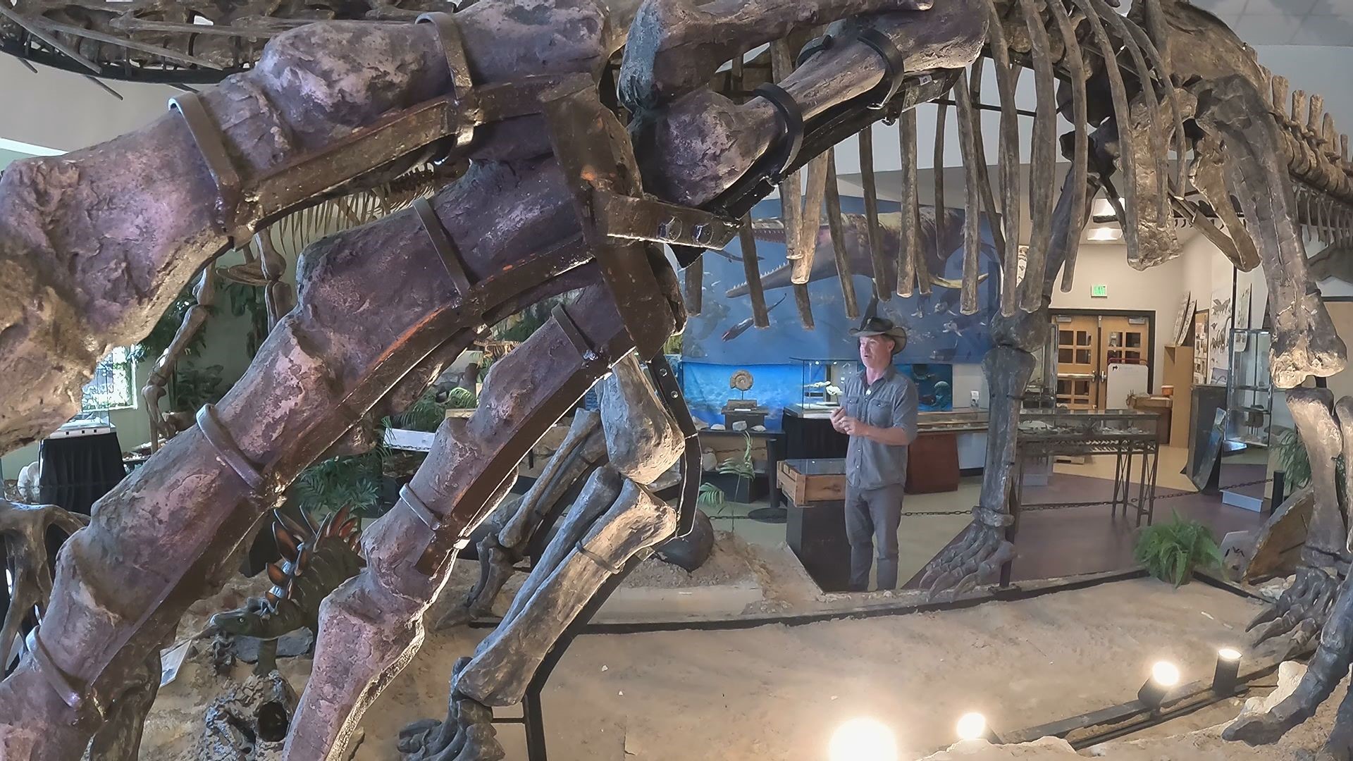 New dinosaur museum in Edwards features Colorado fossils