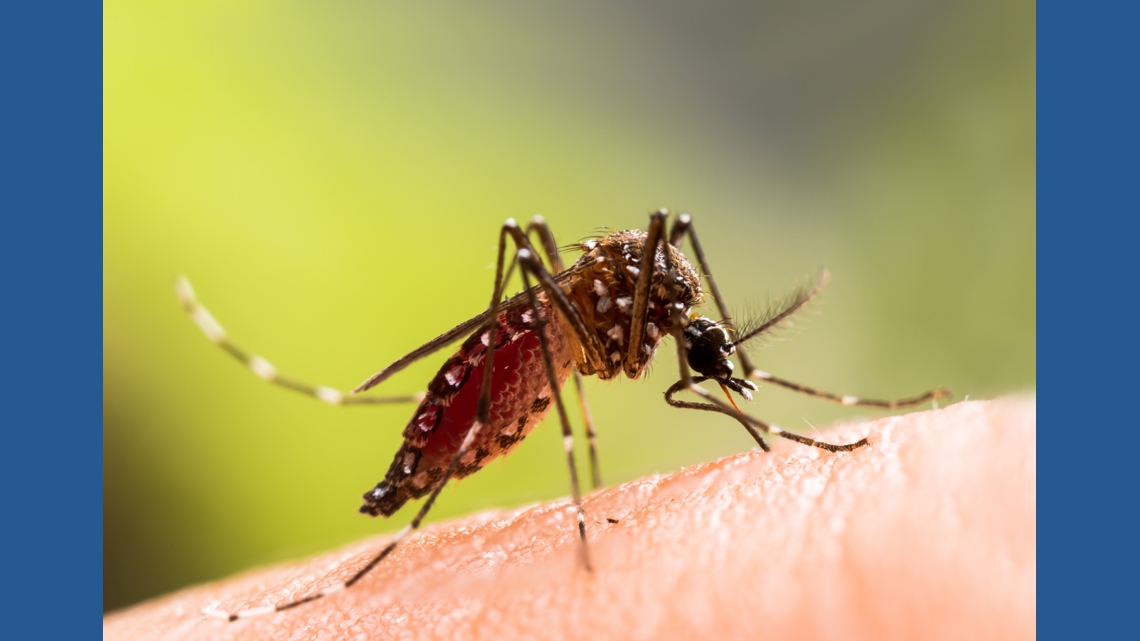 Does freezing weather really kill bugs?