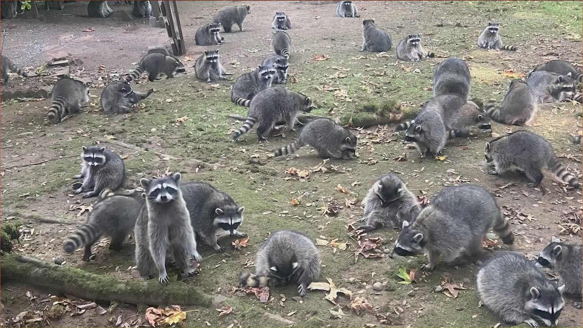 The woman said she began feeding the raccoons roughly 35 years ago.