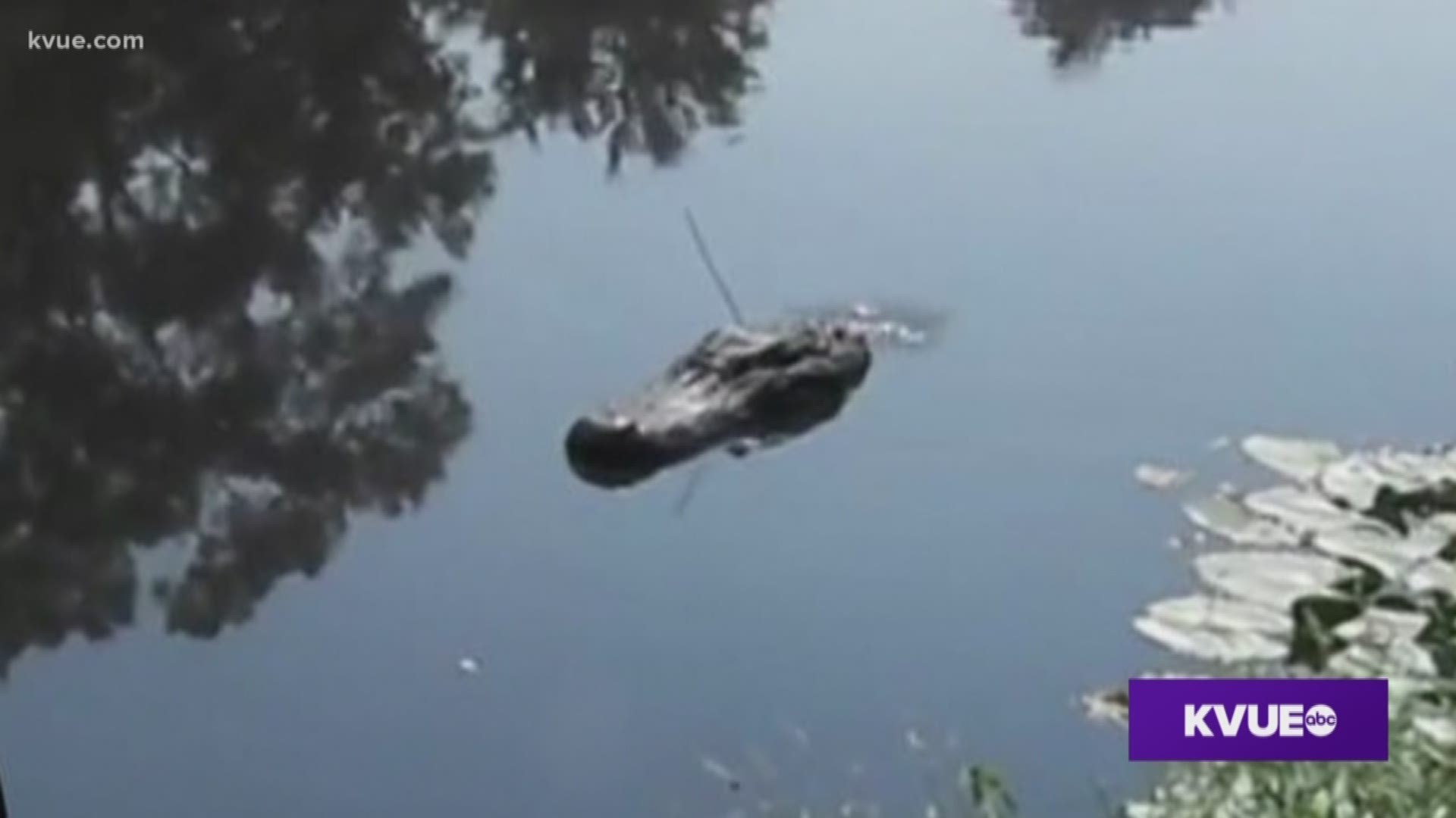A video online shows what looks like an alligator swimming in the Comal and Guadalupe rivers, but police say there is nothing to fear.