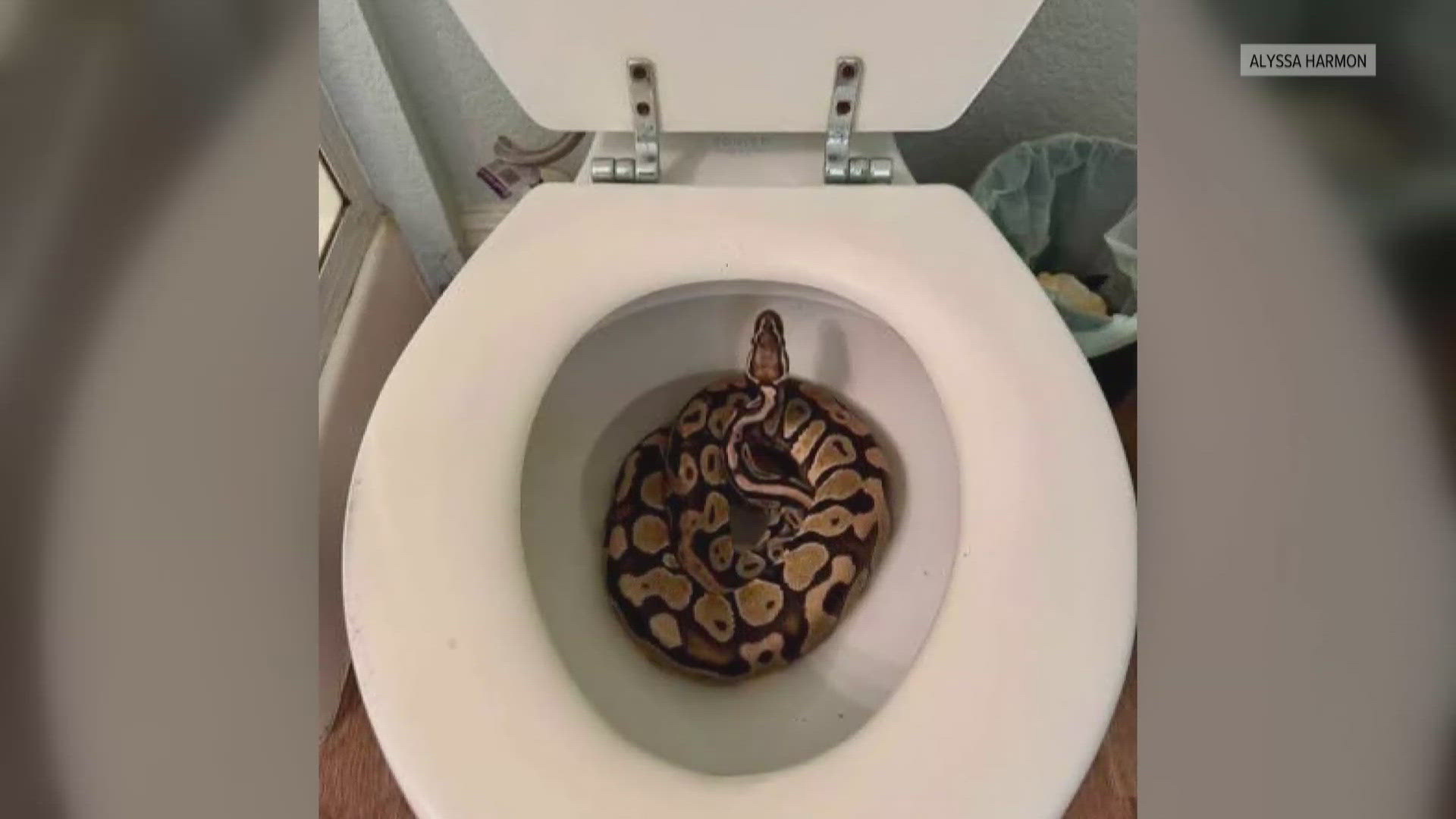 A California woman found a ball python in her toilet. Now she has ...